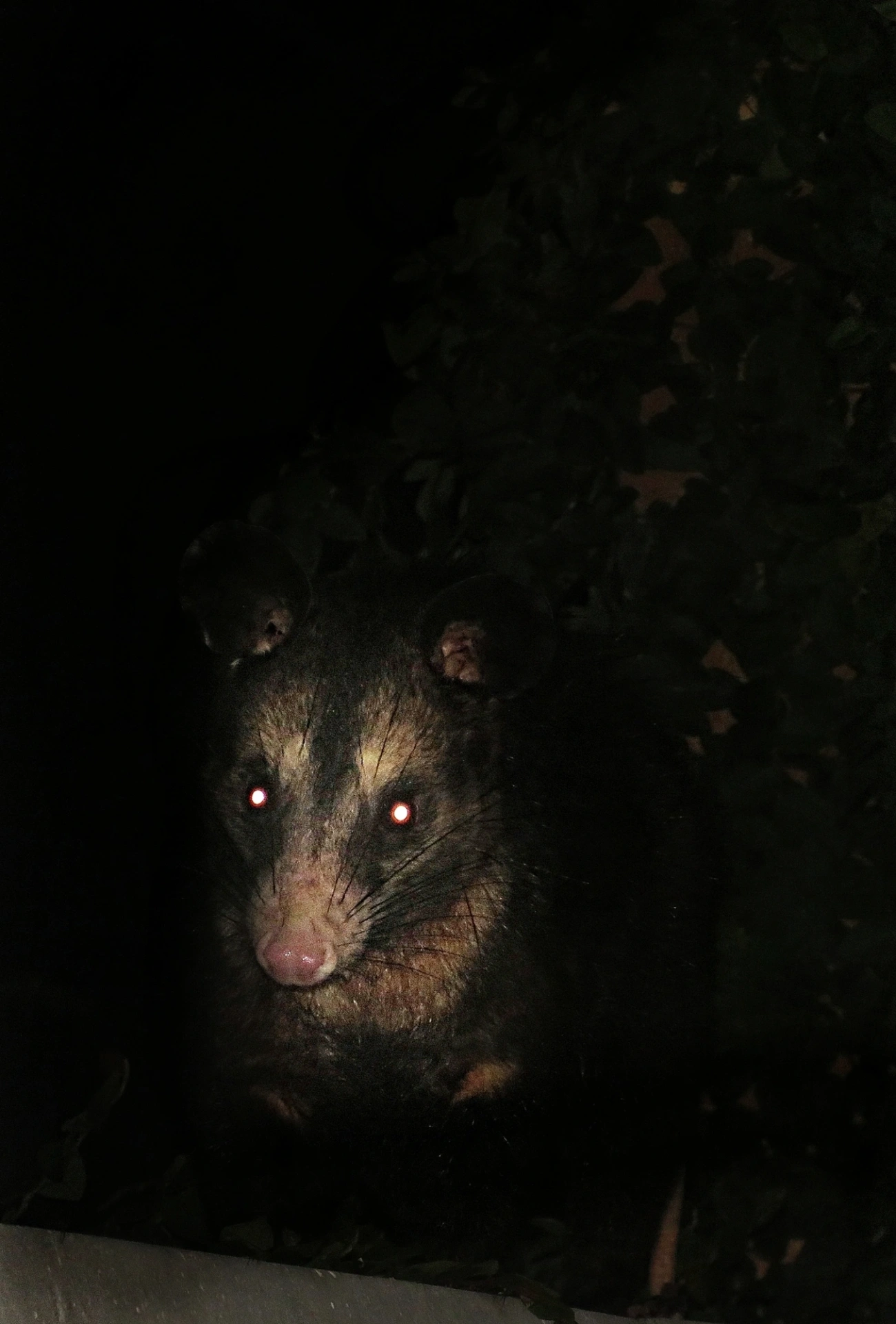 Gambá-de-orelha-preta (Didelphis aurita), mamíferos, fotografado em Maresias, São Sebastião