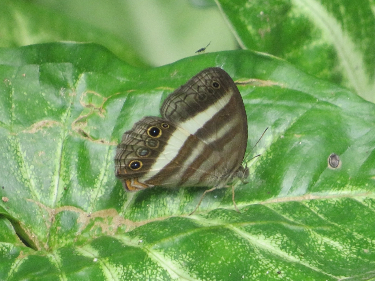 Pareuptychia summandosa, insetos, fotografado em Paúba, São Sebastião