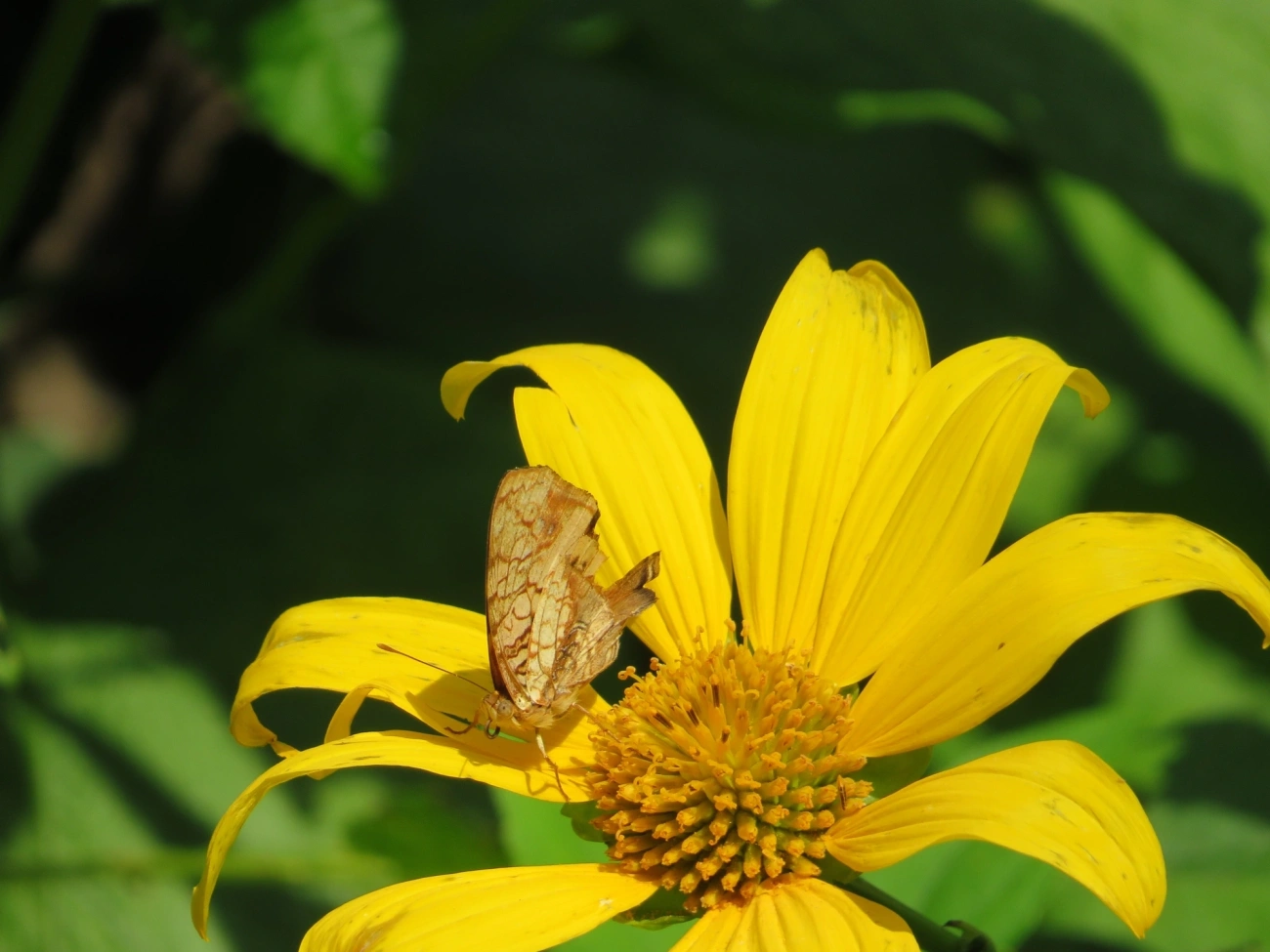Mapa-laranja (Hypanartia lethe), insetos, fotografado em Maresias, São Sebastião