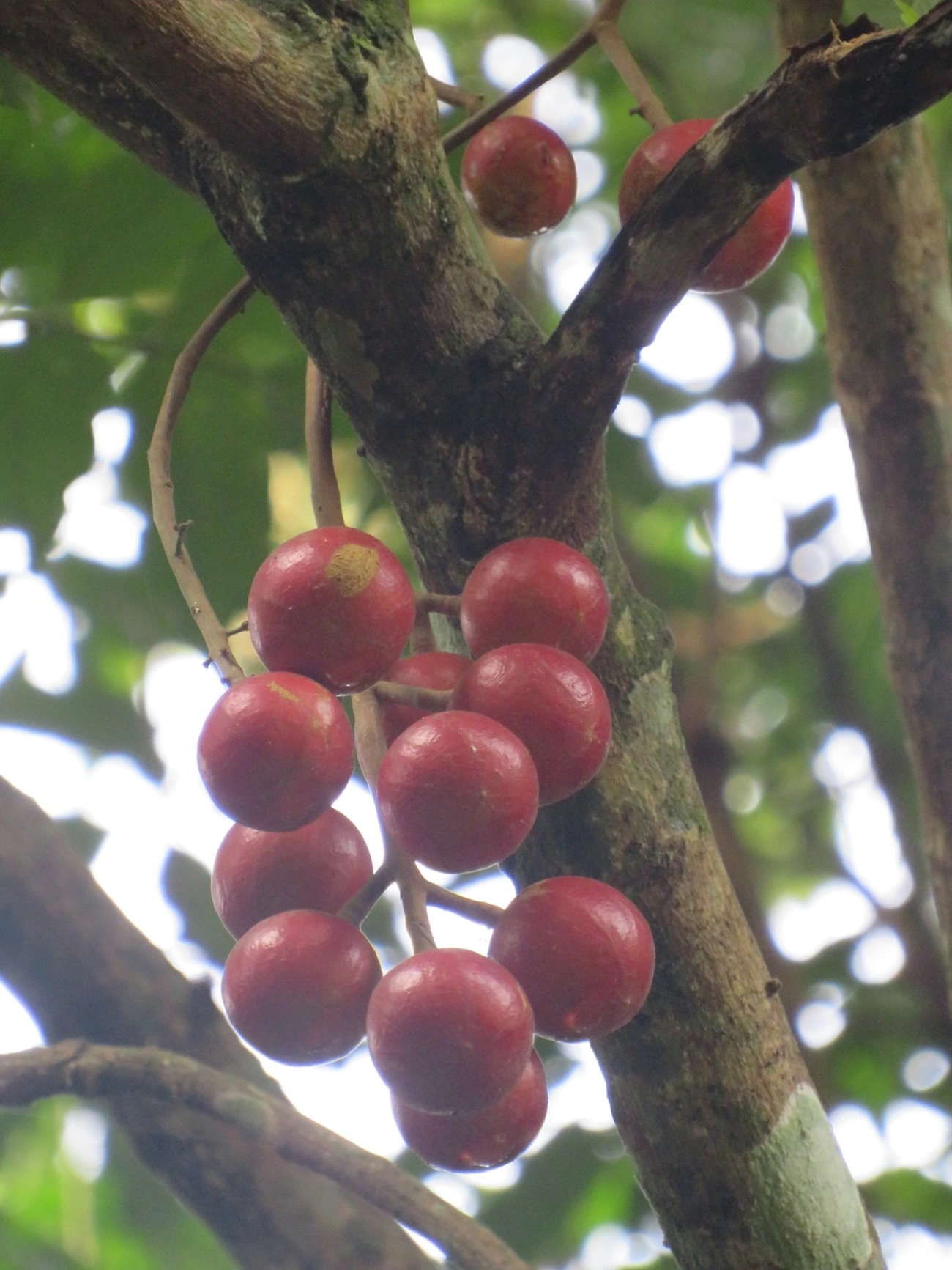 Canjerana (Cabralea canjerana), plantas, fotografado em Maresias, São Sebastião