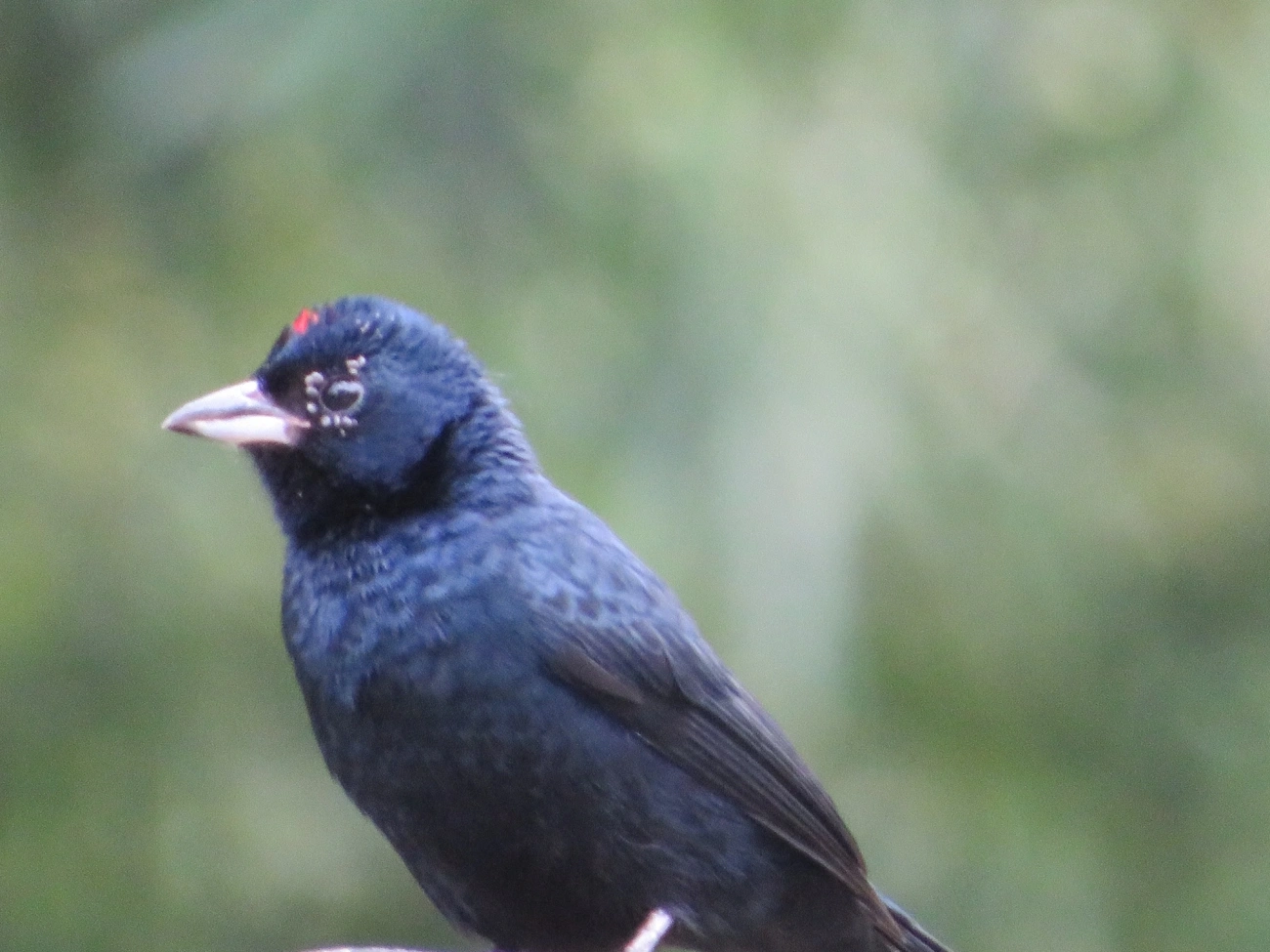 Tiê-preto (Tachyphonus coronatus), aves, fotografado em Maresias, São Sebastião