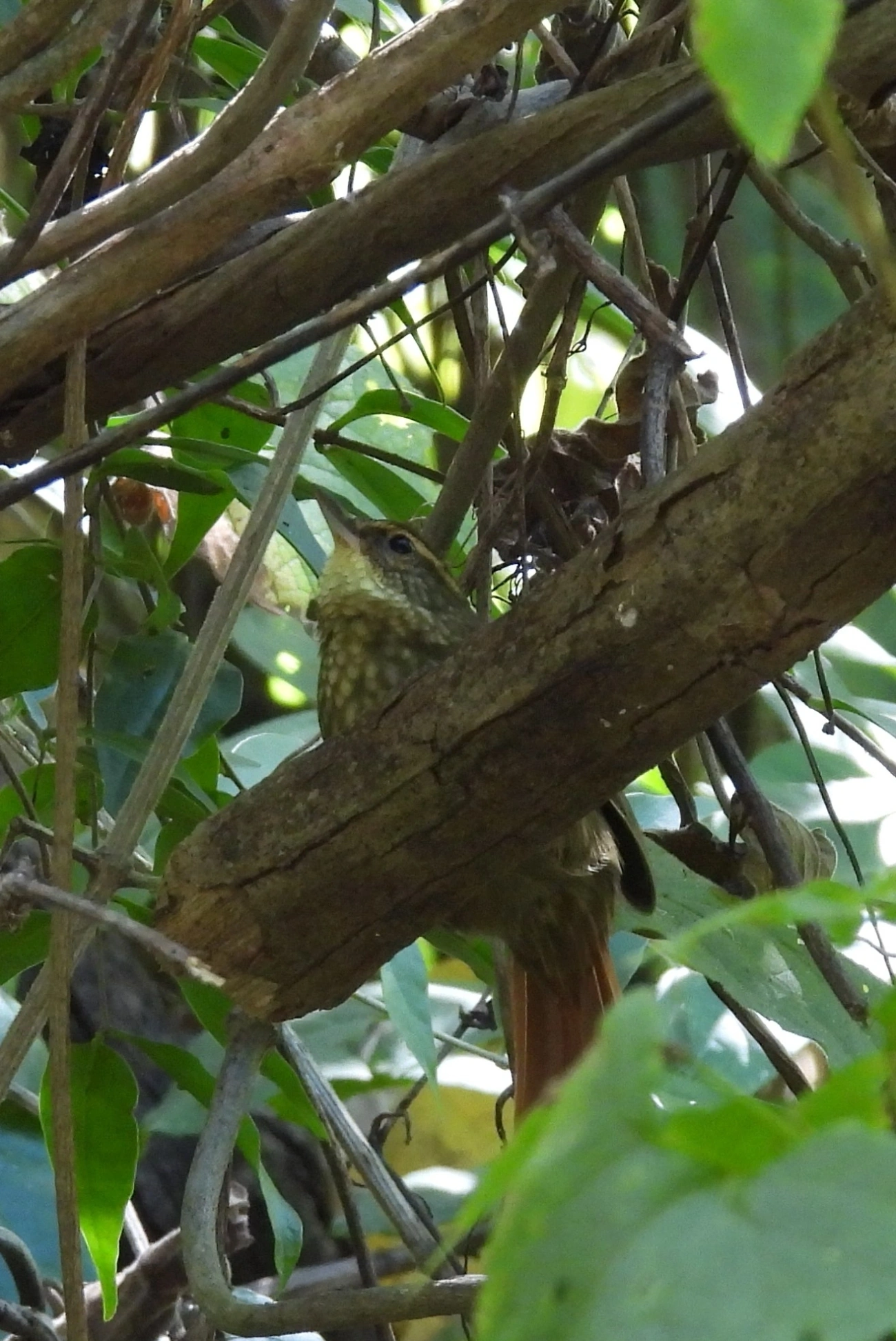 Trepador-Quiete (Syndactyla rufosuperciliata), aves, fotografado em Itamonte