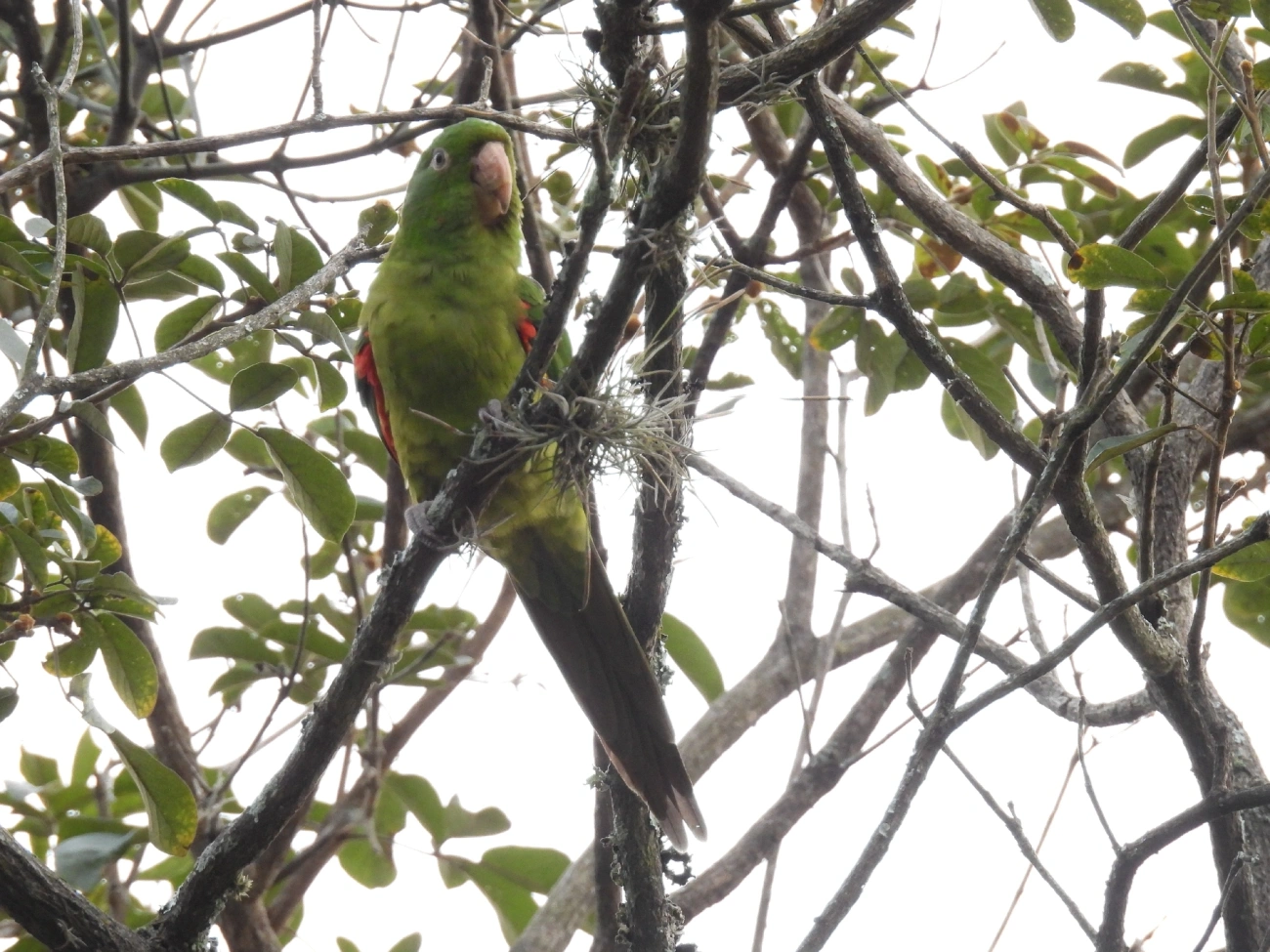Periquitão-maracanã (Psittacara leucophthalmus), aves, fotografado em Bragança Paulista
