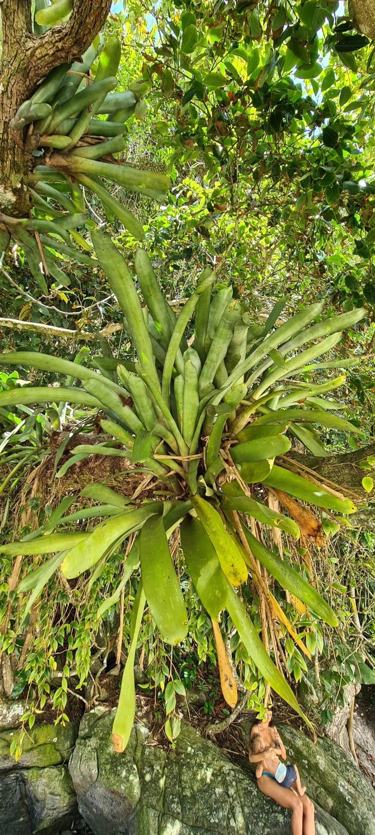 Gravata (Aechmea coelestis), plantas, fotografado em Maresias, São Sebastião