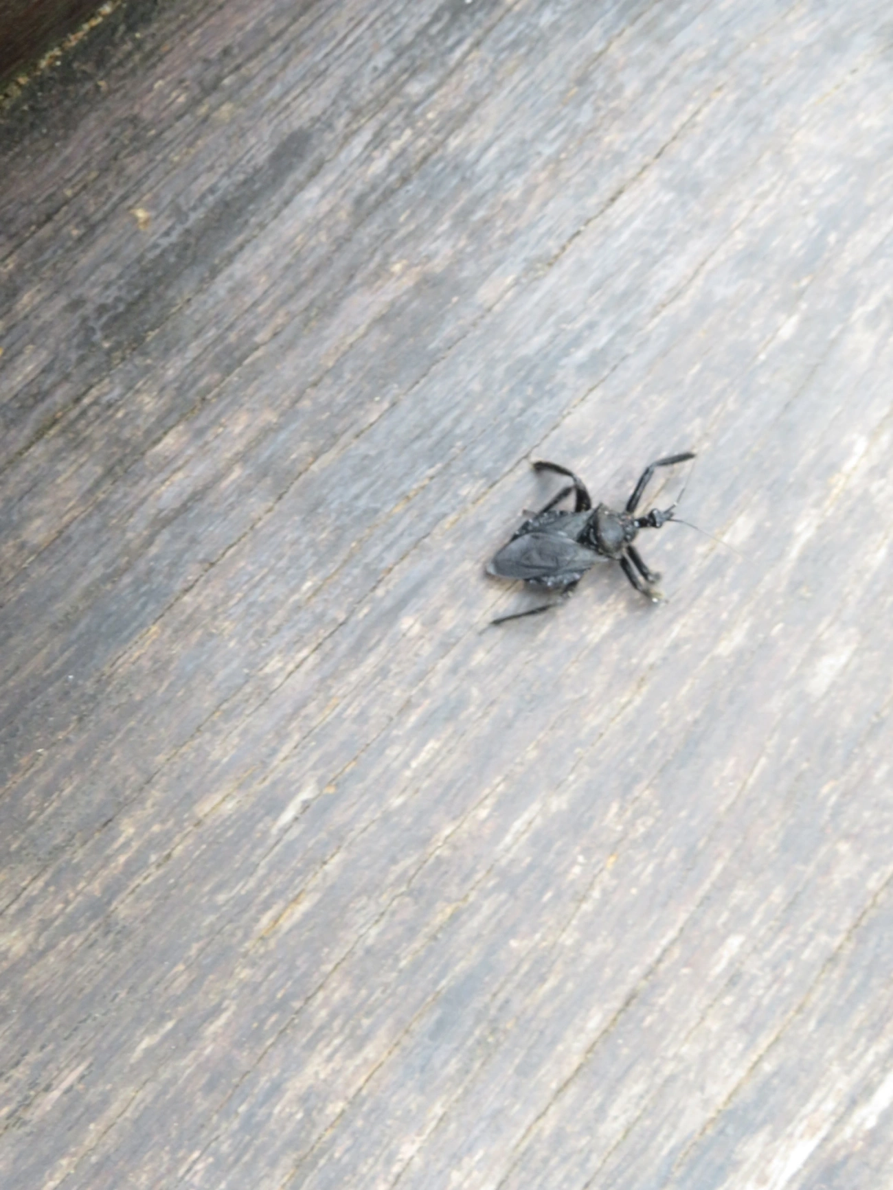 Apiomerus, insetos, fotografado em Indaiá, Caraguatatuba