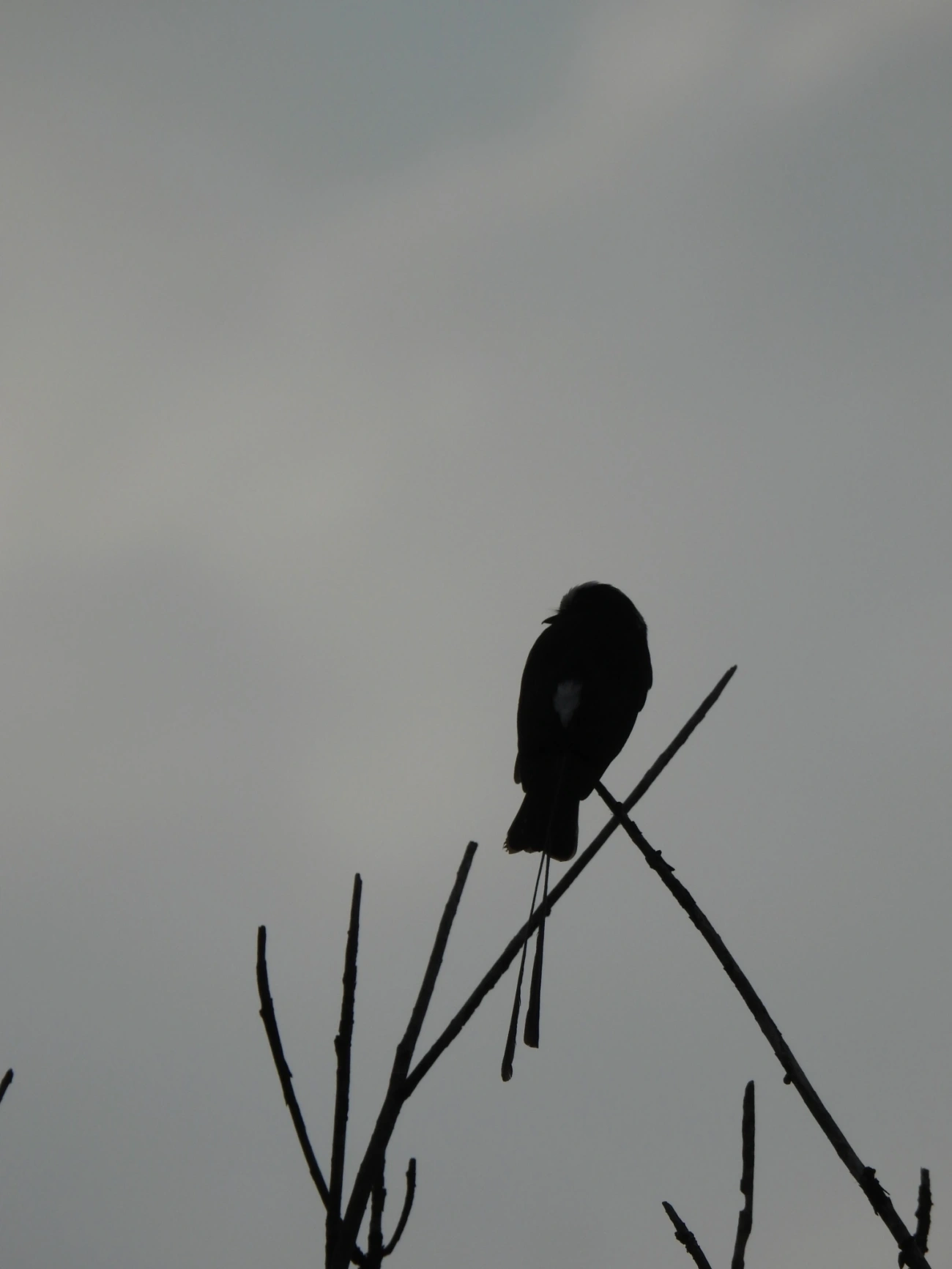 Viuvinha (Colonia colonus), aves, fotografado em Rodovia BR 354, Itamonte