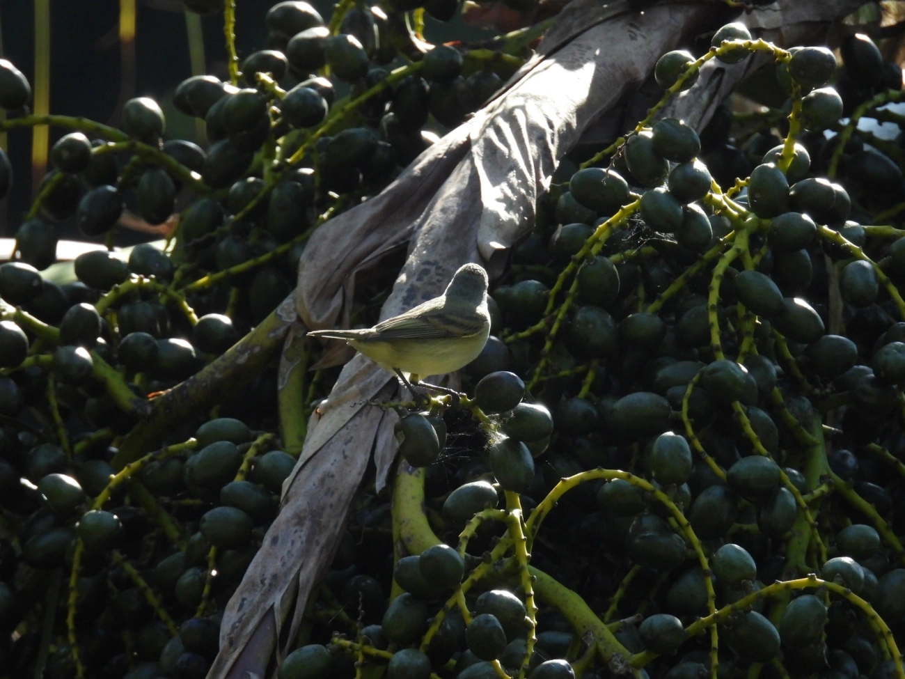 Risadinha (Camptostoma obsoletum), aves, fotografado em Maresias, São Sebastião