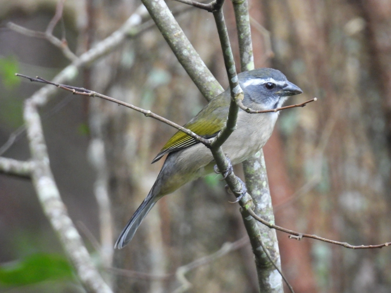 Trinca-ferro-verdadeiro (Saltator similis), aves, fotografado em Catuçaba, São Luíz do Paraitinga