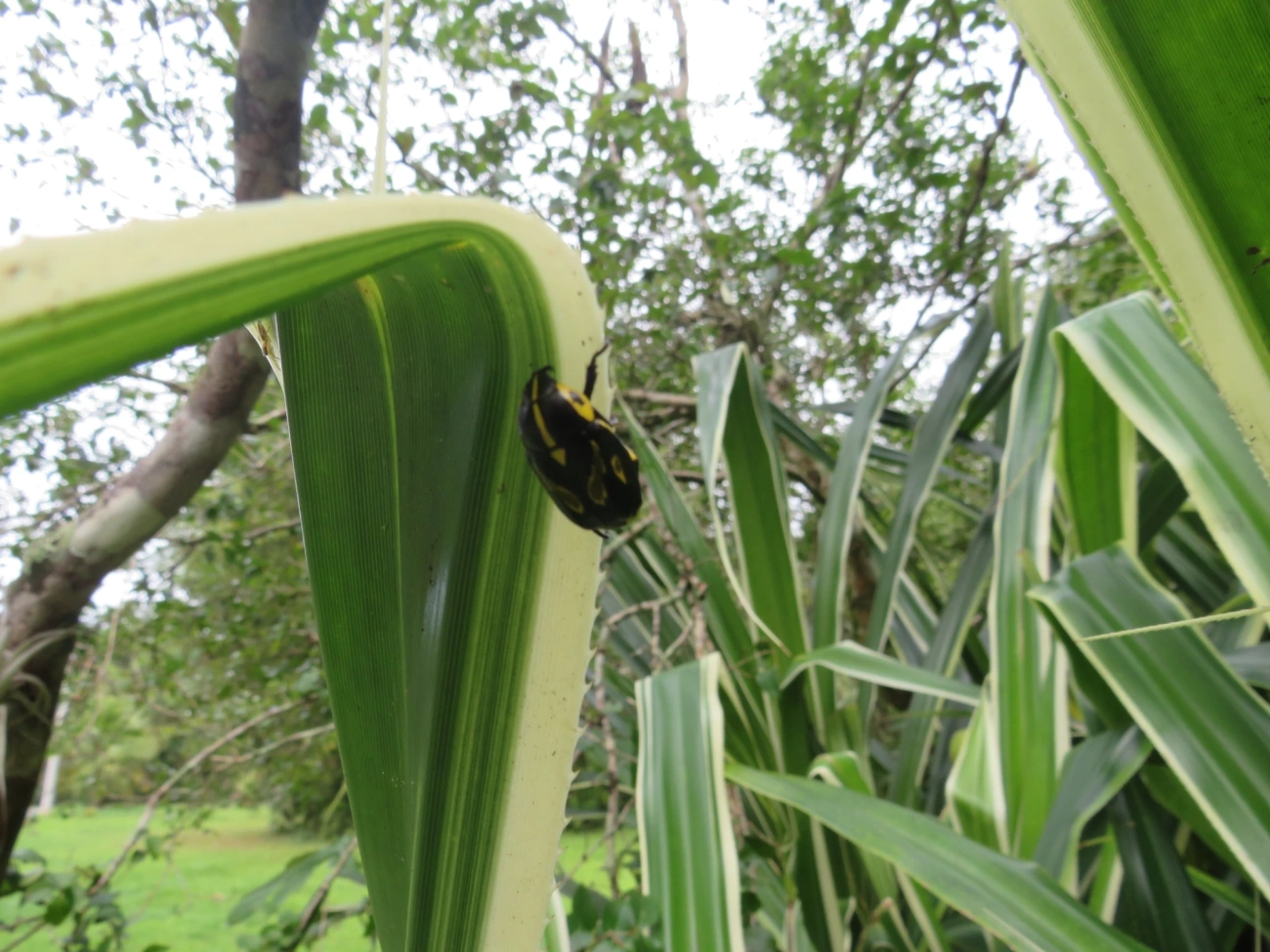 Besouro-da-Roseira (Rutela lineola), insetos, fotografado em Maresias, São Sebastião