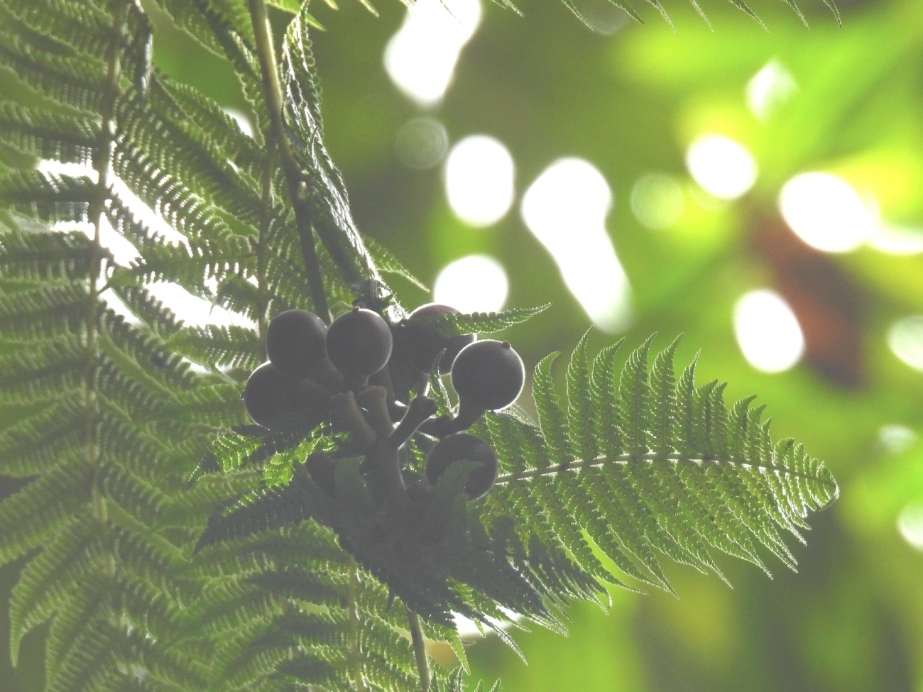 Embaúba-da-mata (Pourouma guianensis), plantas, fotografado em Boiçucanga, São Sebastião