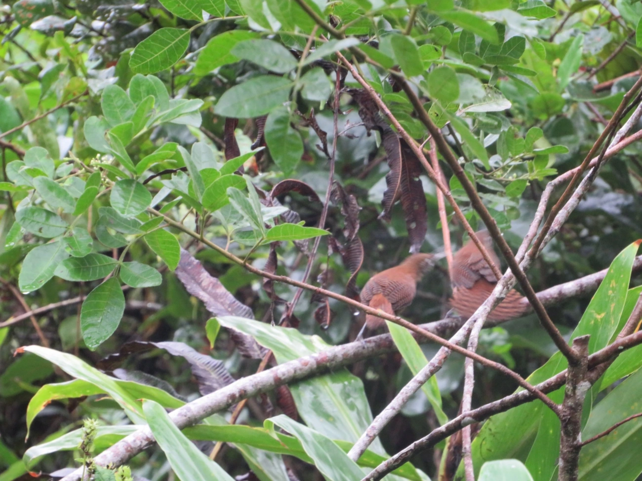Garrinchão-de-bico-grande (Cantorchilus longirostris), aves, fotografado em Maresias, São Sebastião