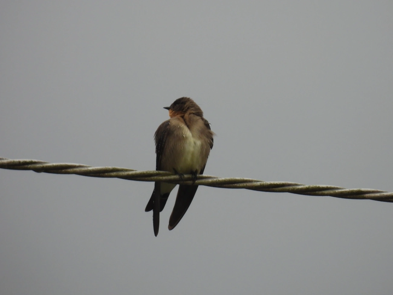 Andorinha-serradora (Stelgidopteryx ruficollis), aves, fotografado em Maresias, São Sebastião