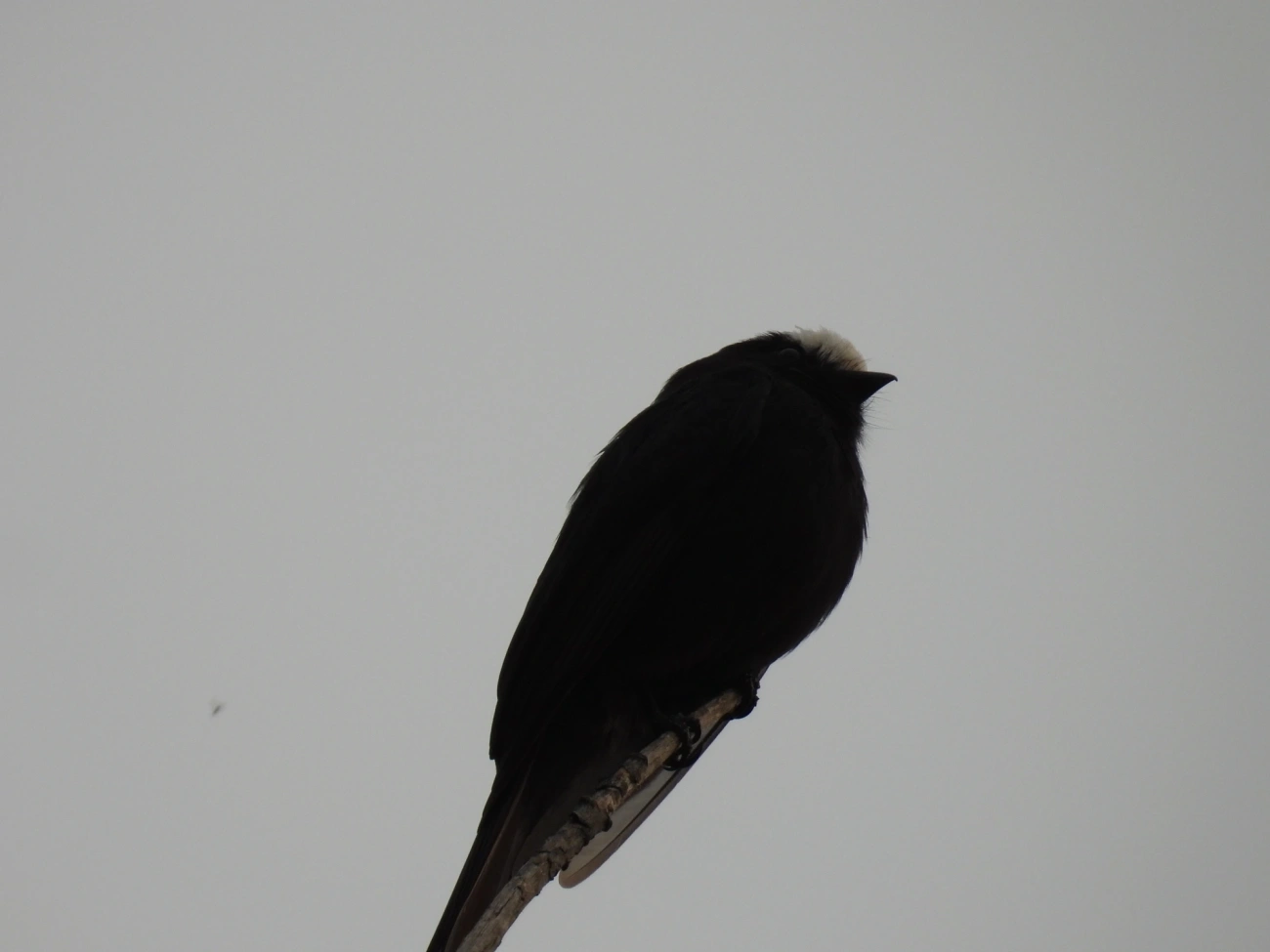 Viuvinha (Colonia colonus), aves, fotografado em Rodovia BR 354, Itamonte