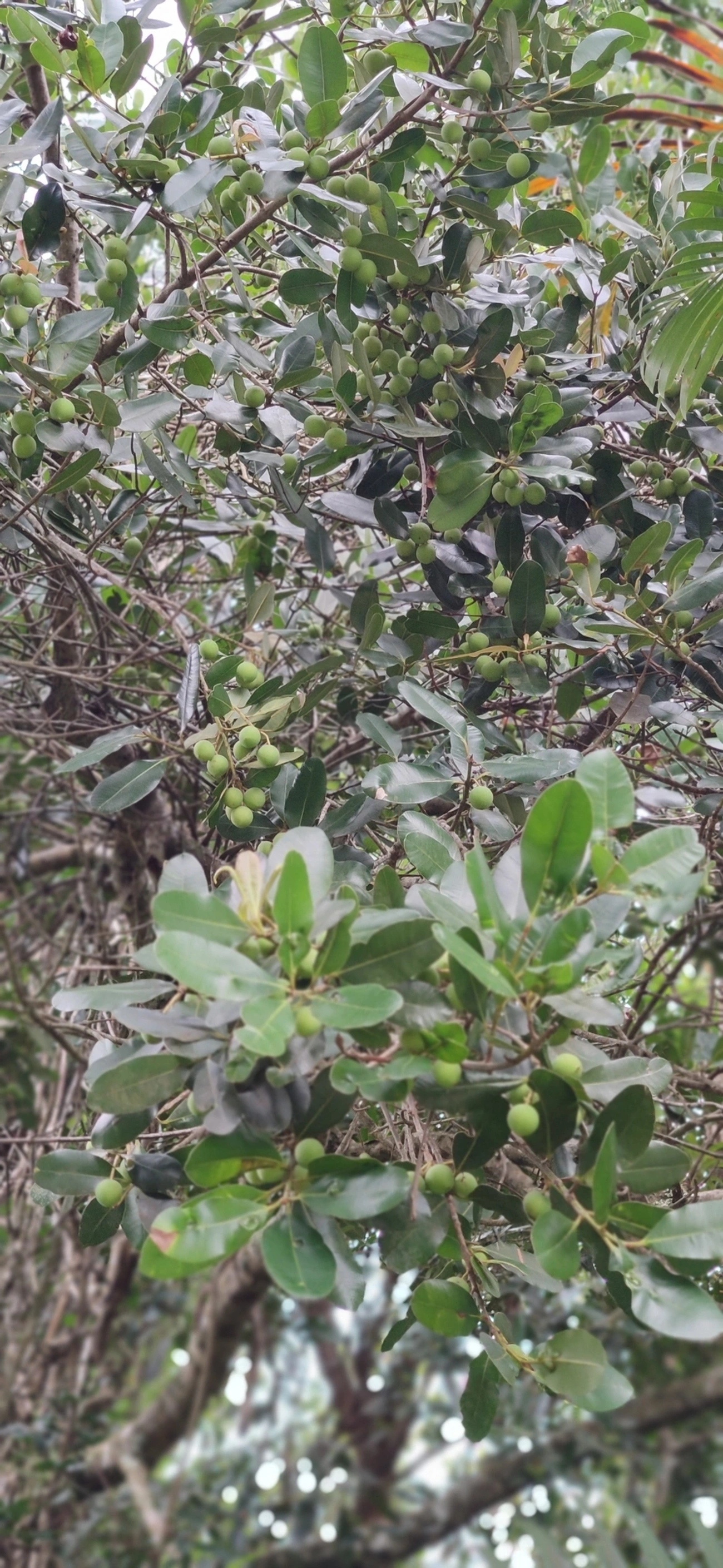 Guanandi (Calophyllum brasiliense), plantas, fotografado em Maresias, São Sebastião