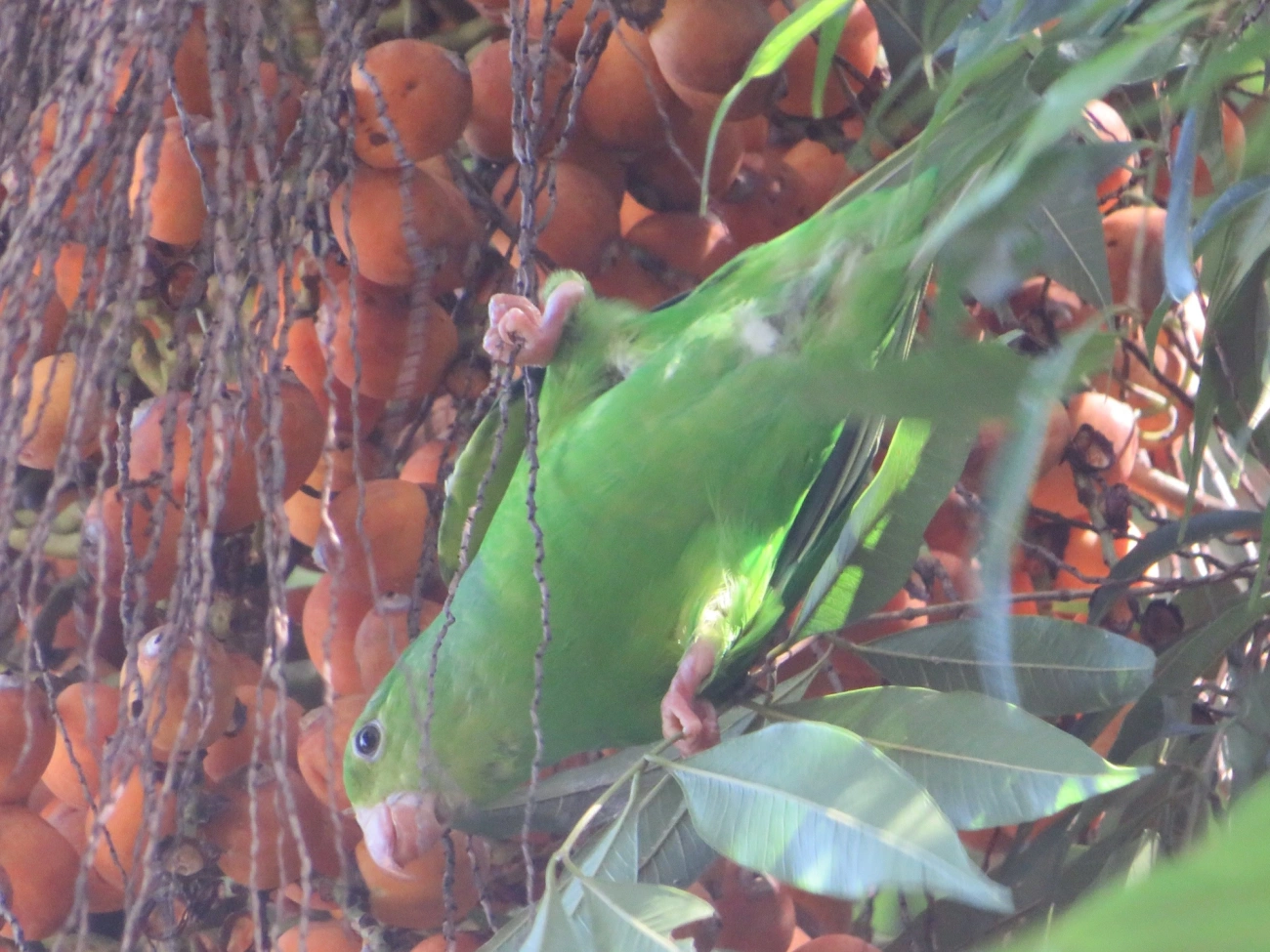 Periquito-rico (Brotogeris tirica), aves, fotografado em Maresias, São Sebastião