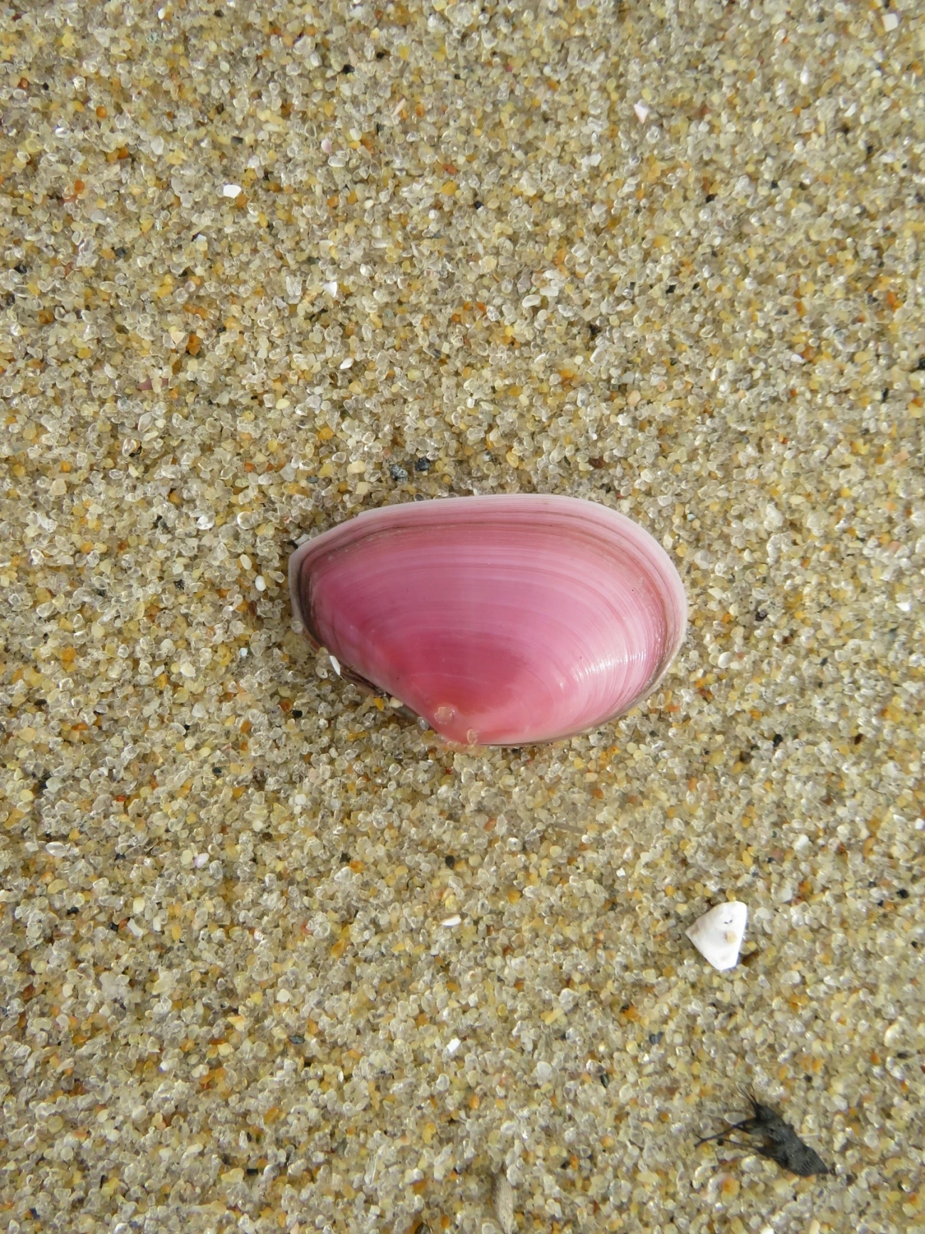 Eurytellina, moluscos, fotografado em Indaiá, Caraguatatuba
