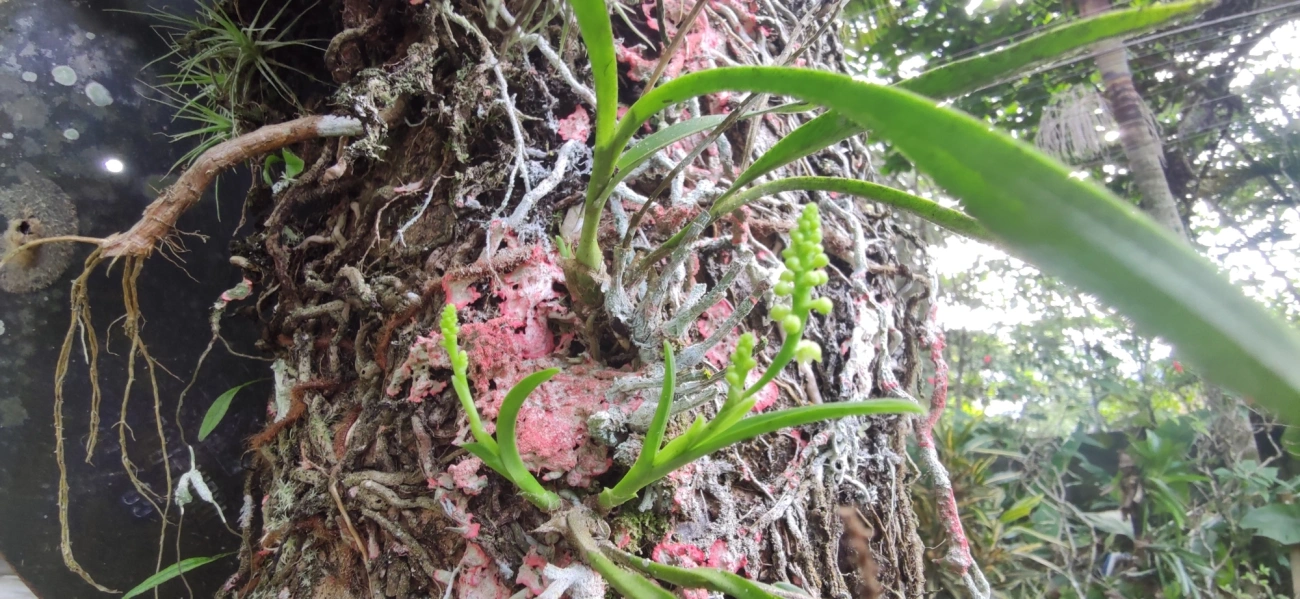 Polystachya, plantas, fotografado em Maresias, São Sebastião