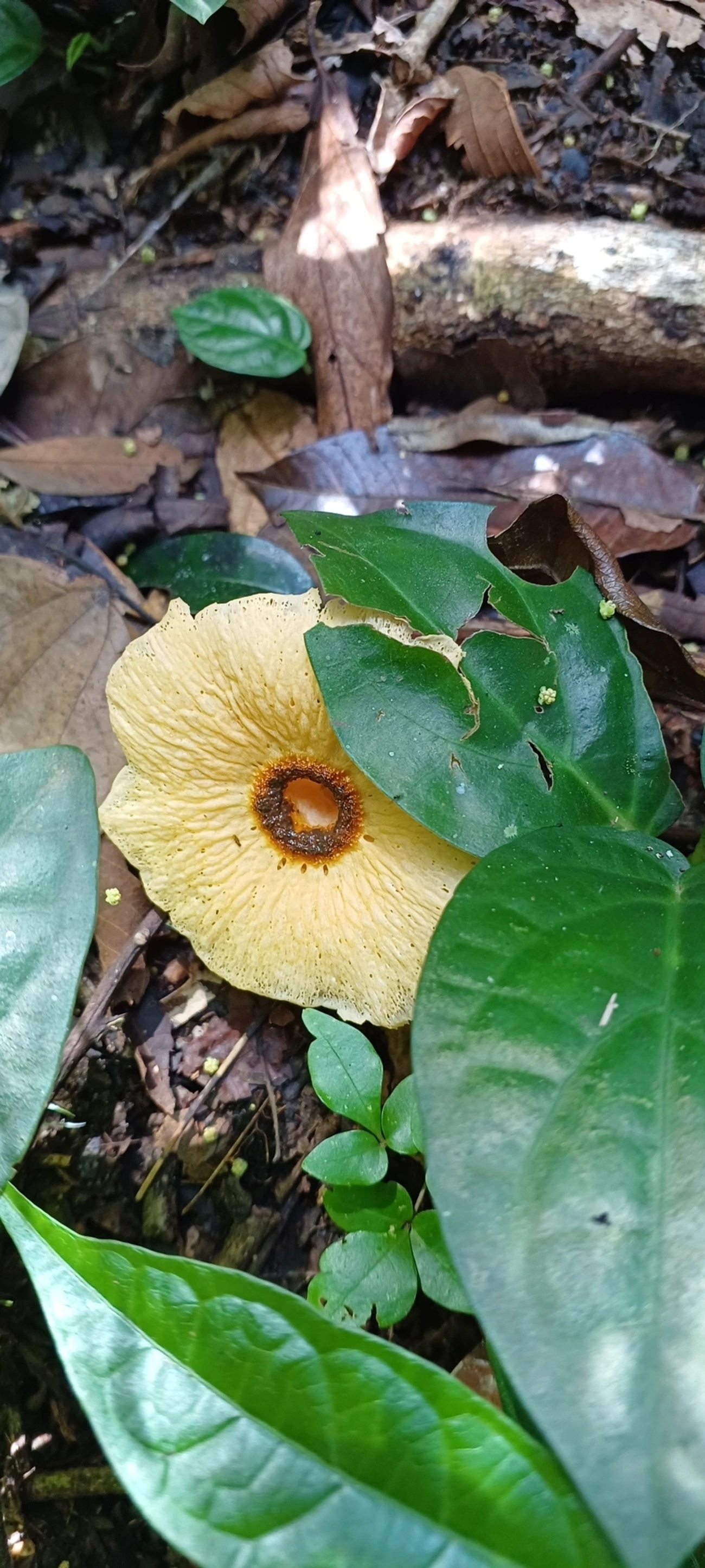Abrachium floriforme, fungos, fotografado em Maresias, São Sebastião