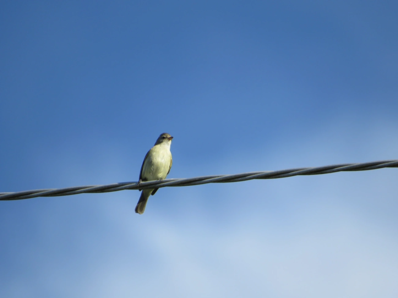 Risadinha (Camptostoma obsoletum), aves, fotografado em Maresias, São Sebastião