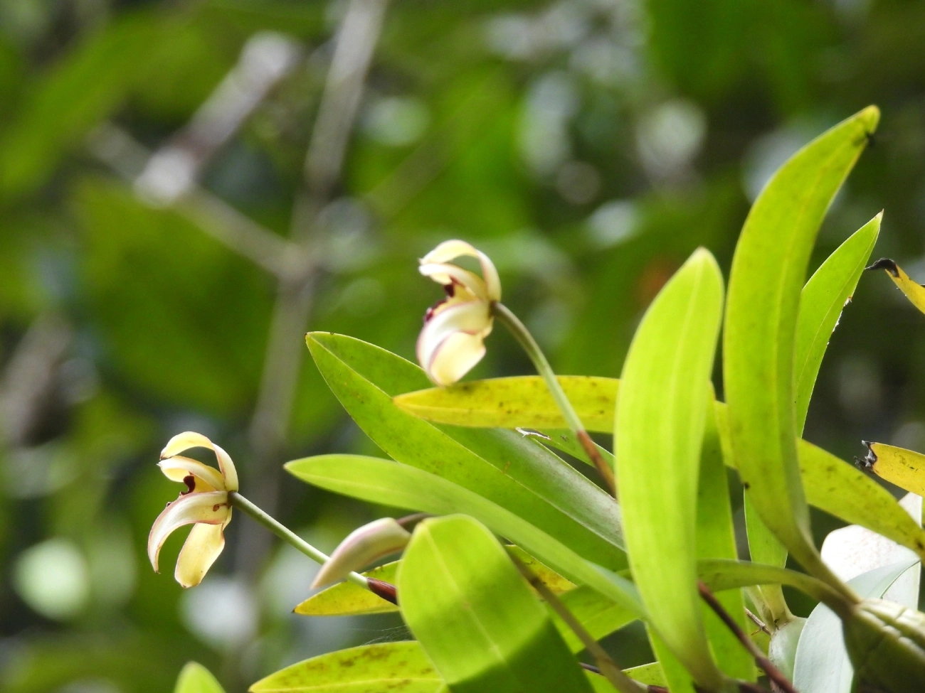 Maxilária (Maxillaria marginata), plantas, fotografado em Maresias, São Sebastião
