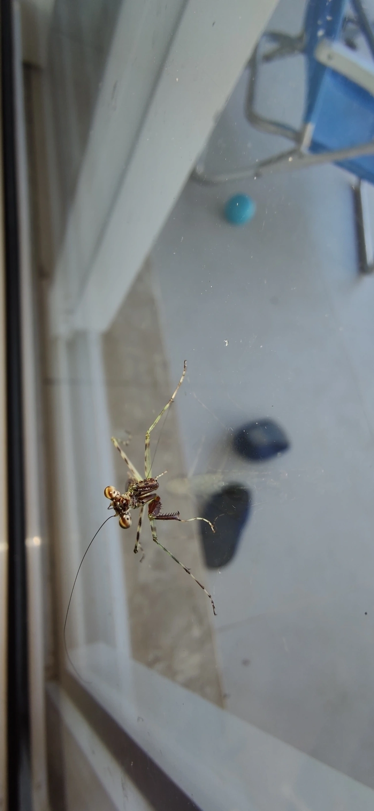 Liturgusidae, insetos, fotografado em Maresias, São Sebastião