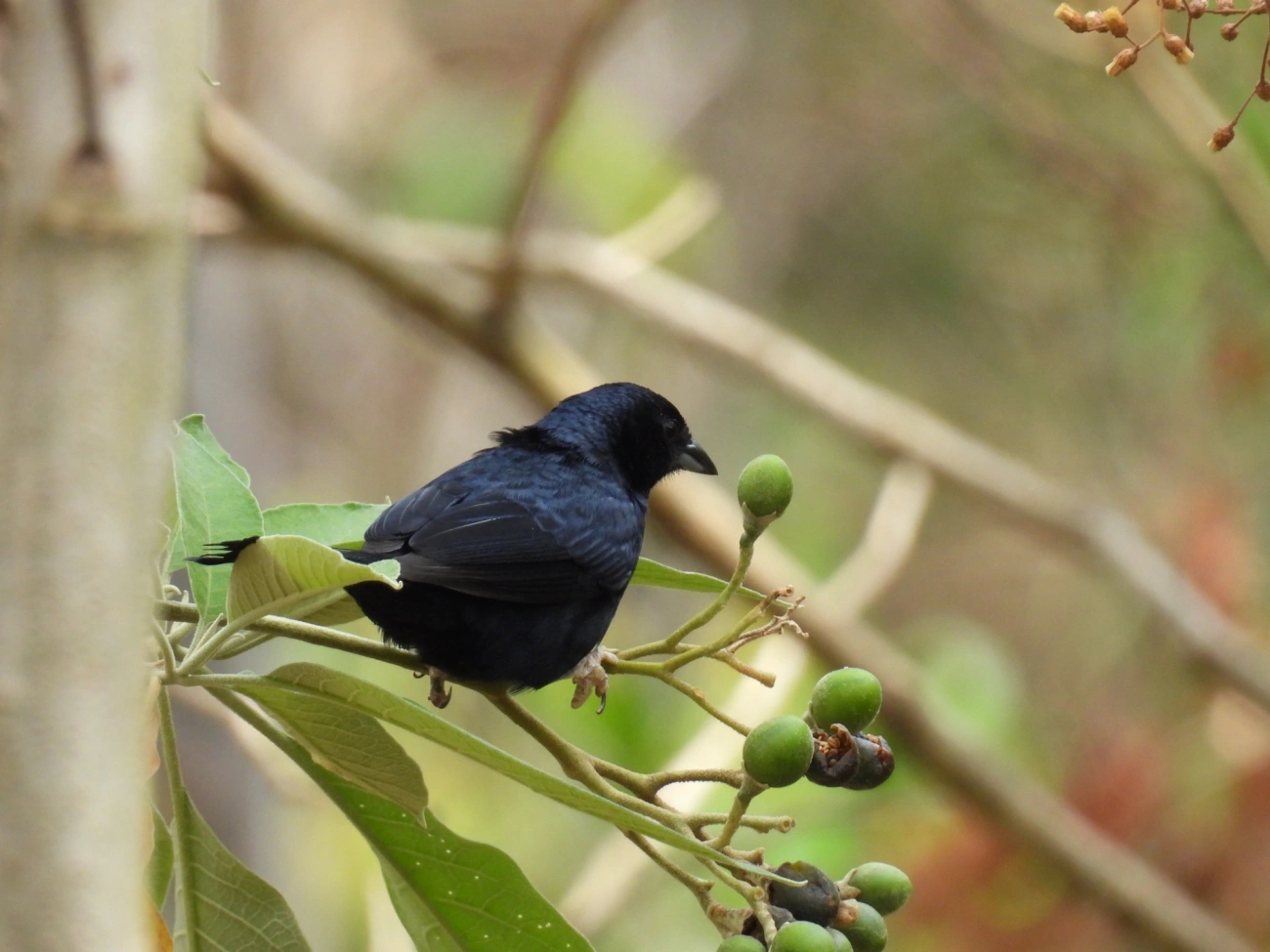 Tiê-preto (Tachyphonus coronatus), aves, fotografado em Itamonte