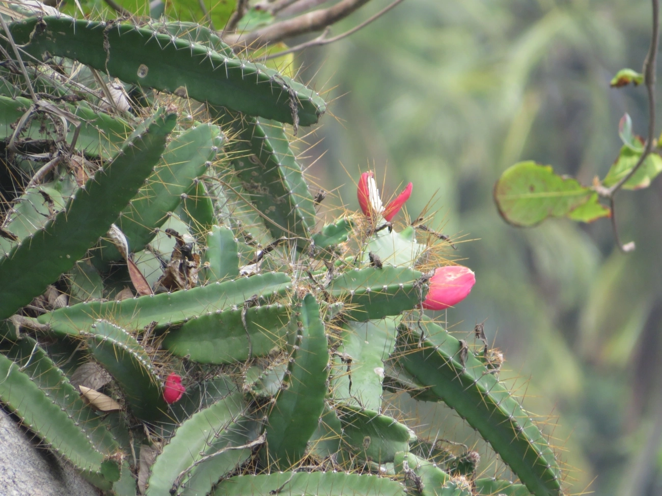 Mandacaru-da-praia (Cereus fernambucensis), plantas, fotografado em Ilhabela