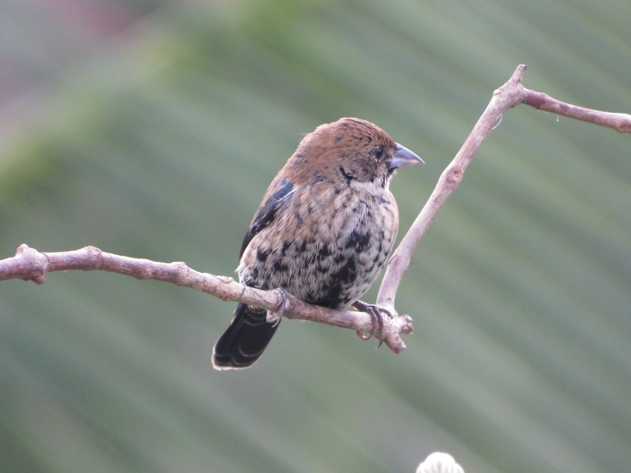 Tiziu (Volatinia jacarina), aves, fotografado em Maresias, São Sebastião