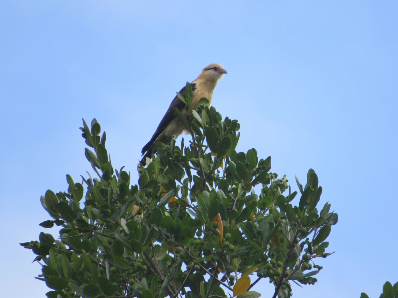 Carrapateiro (Daptrius chimachima), aves, fotografado em Maresias, São Sebastião