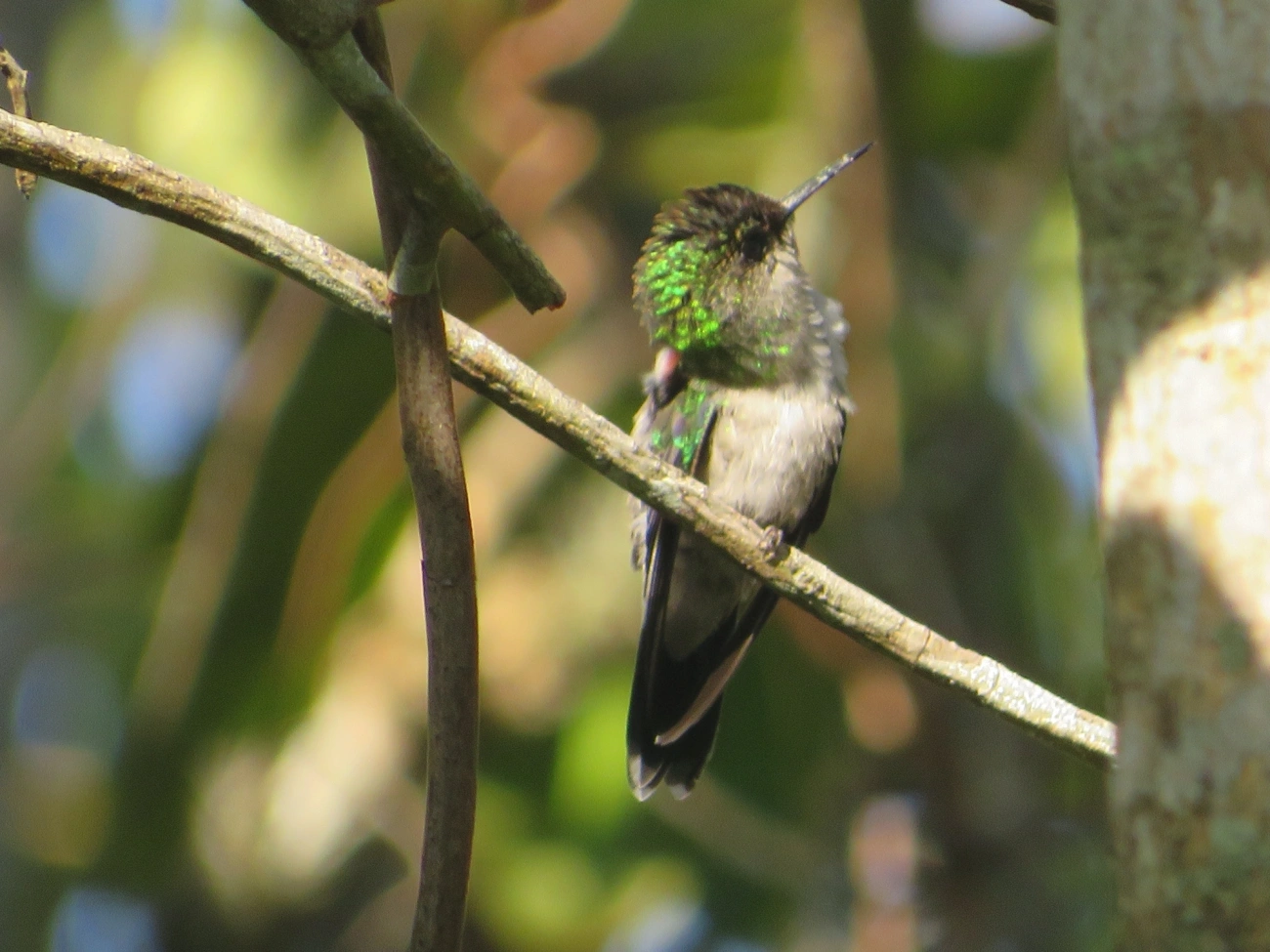 Beija-flor-de-fronte-violeta (Thalurania glaucopis), aves, fotografado em Maresias, São Sebastião