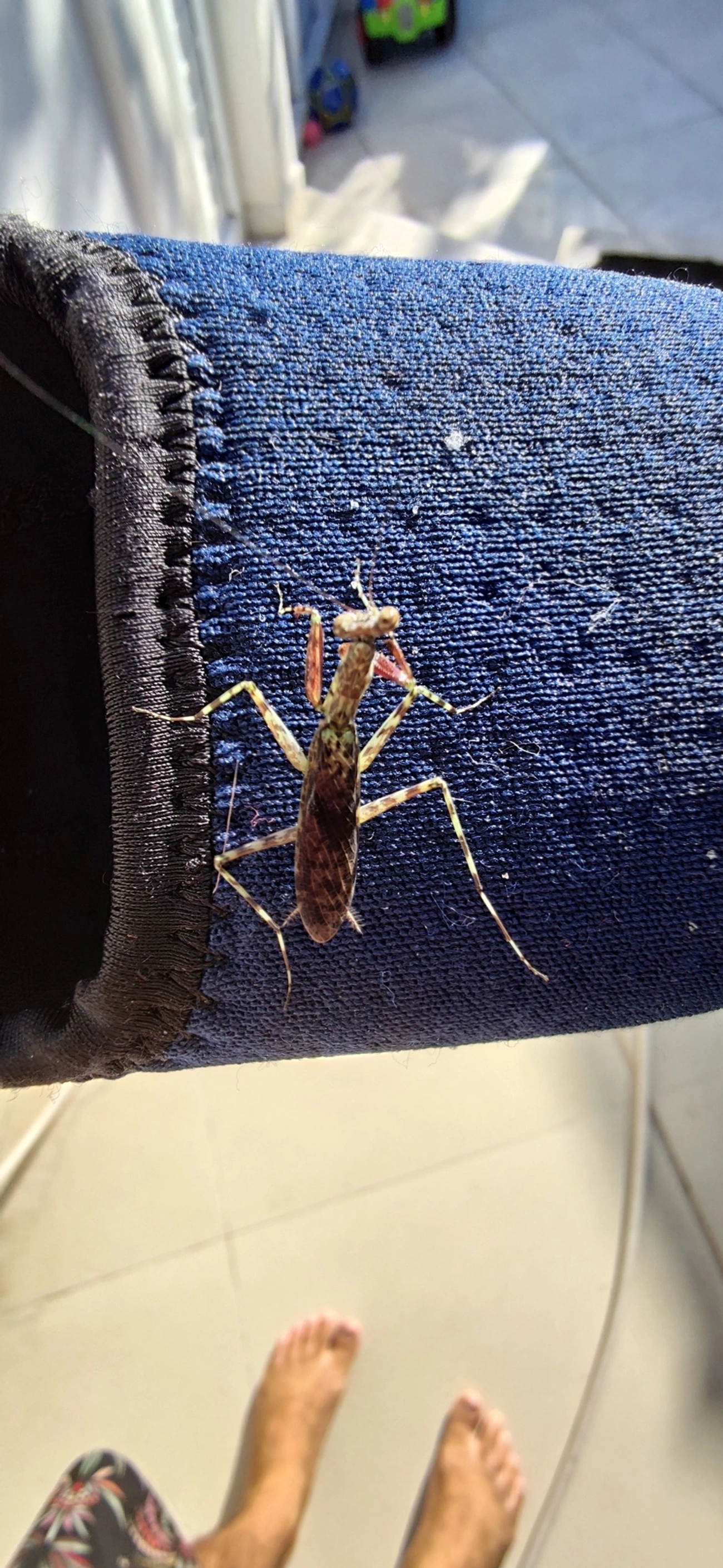 Liturgusidae, insetos, fotografado em Maresias, São Sebastião