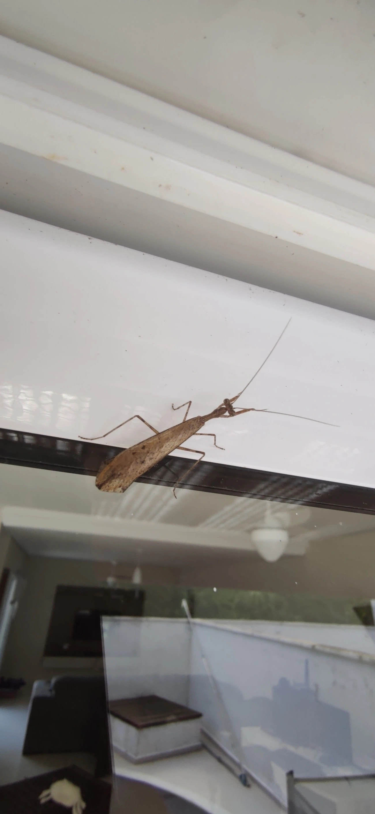 Miobantia, insetos, fotografado em Maresias, São Sebastião