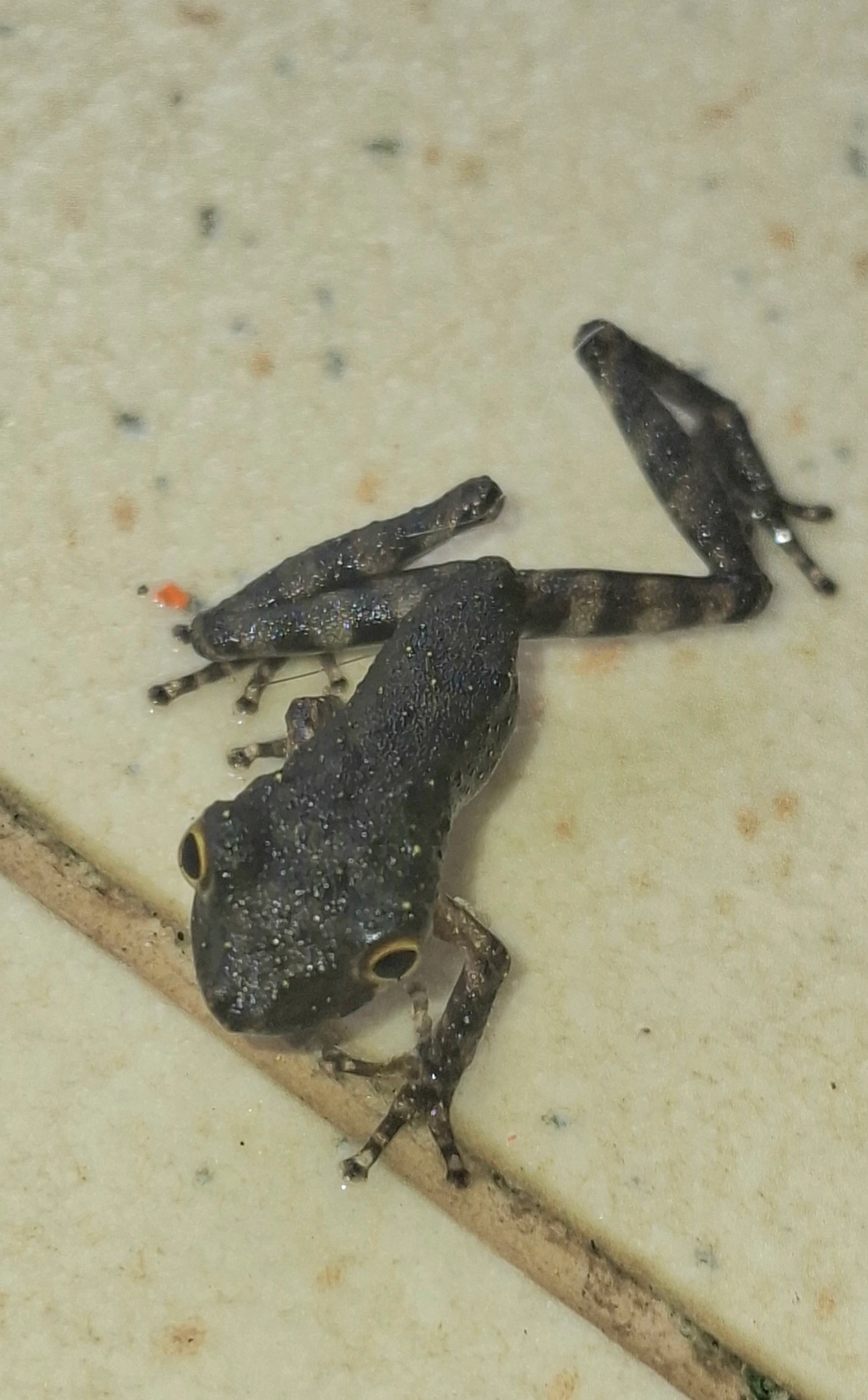 Scinax, anfíbios, fotografado em Maresias, São Sebastião