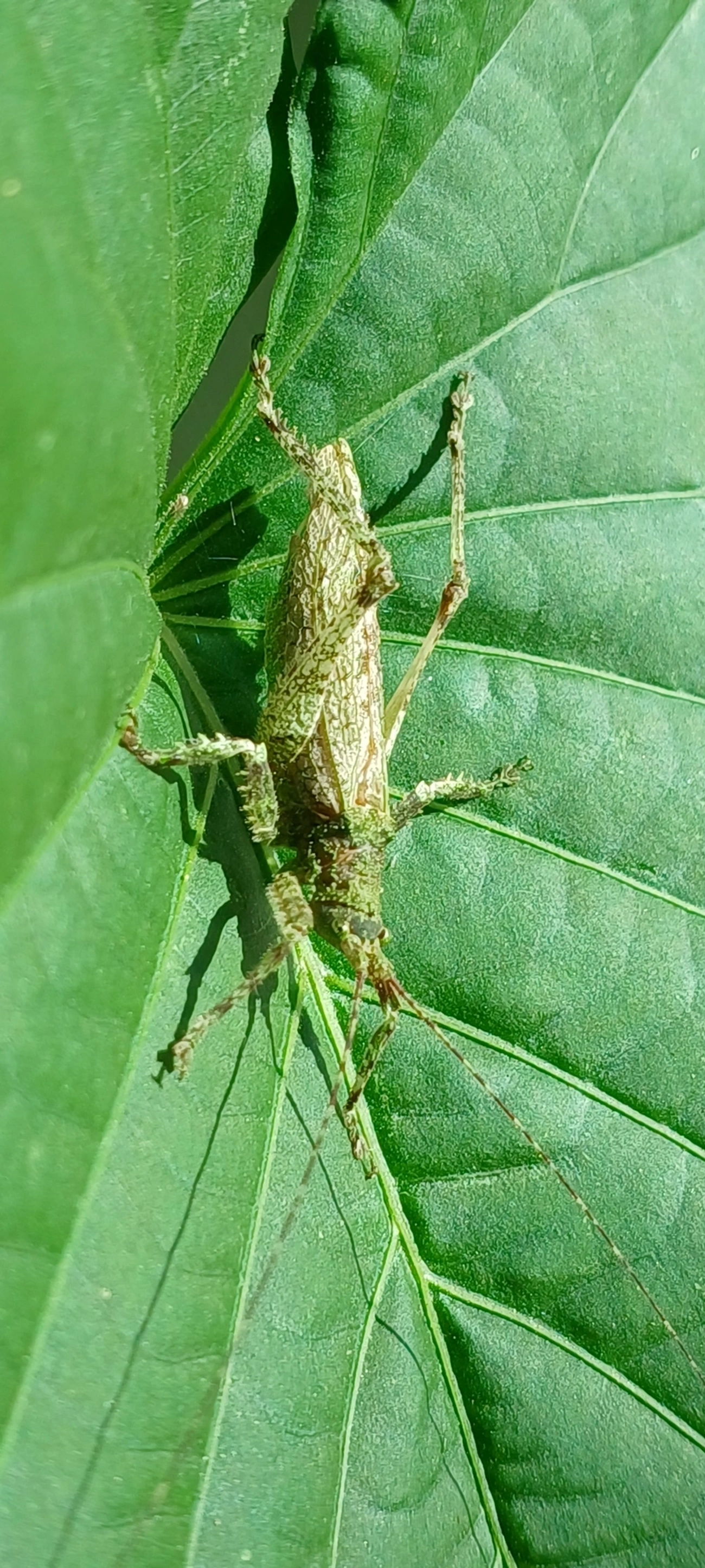 Anonistus, insetos, fotografado em Maresias, São Sebastião
