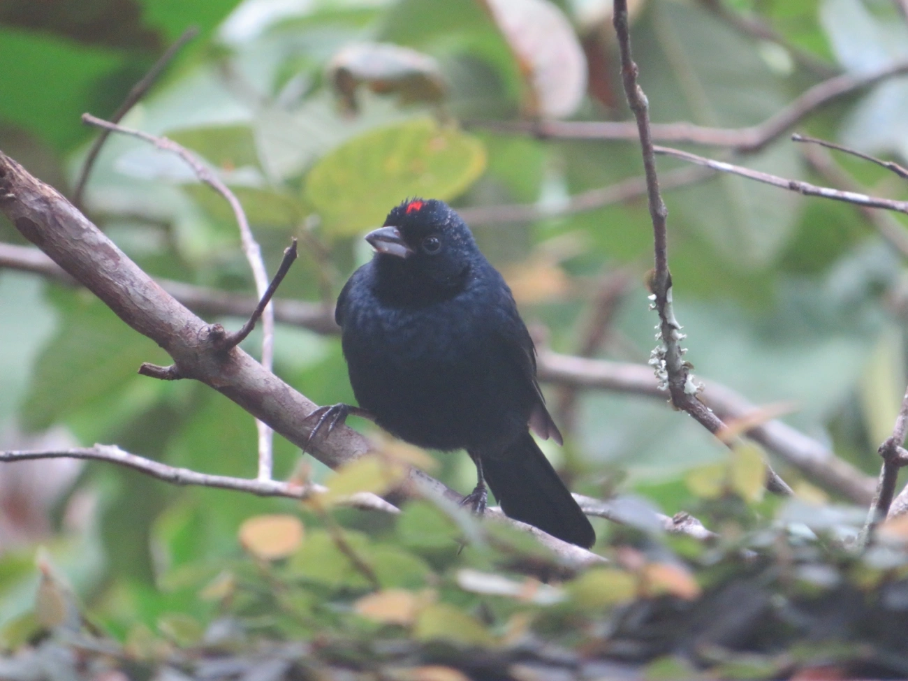 Tiê-preto (Tachyphonus coronatus), aves, fotografado em Maresias, São Sebastião