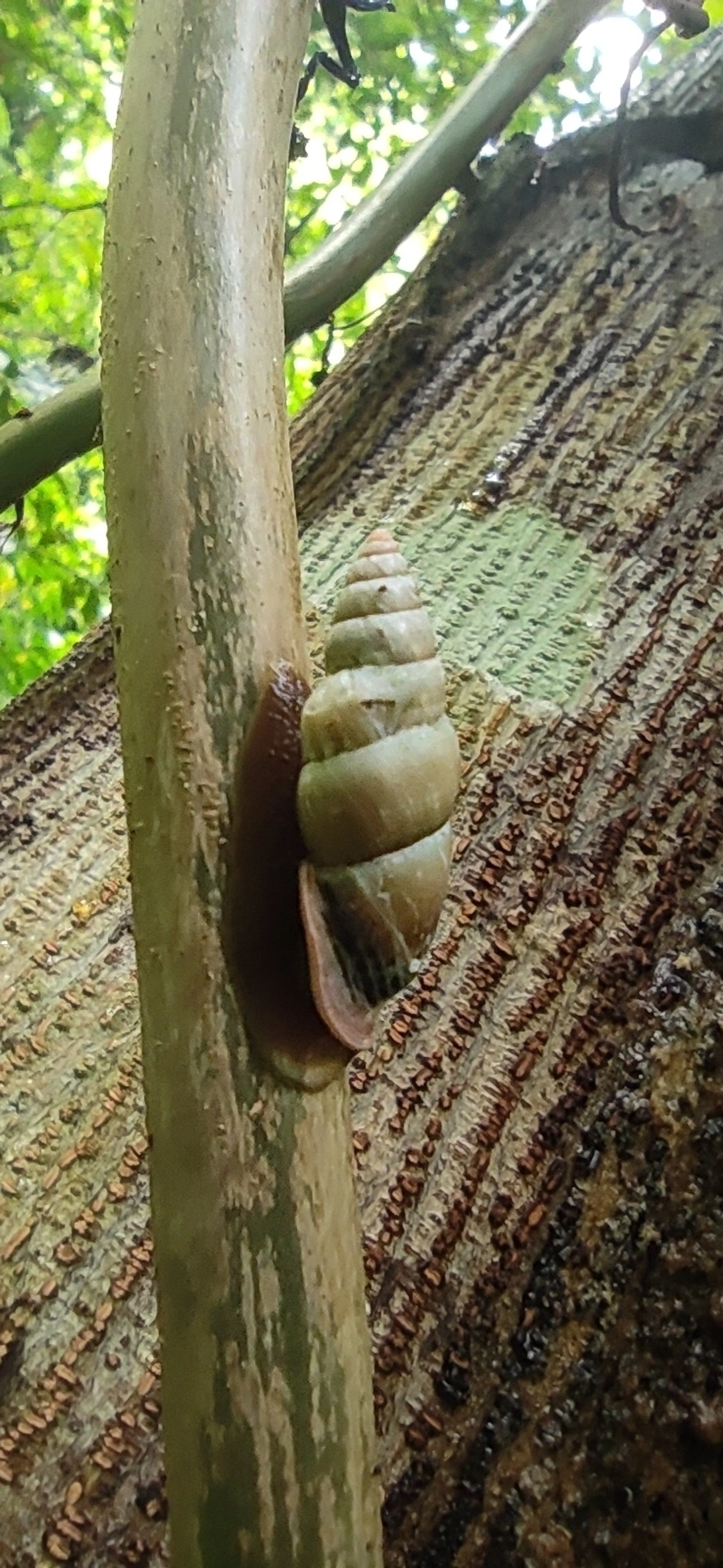 Bahiensis punctatissimus, moluscos, fotografado em Maresias, São Sebastião
