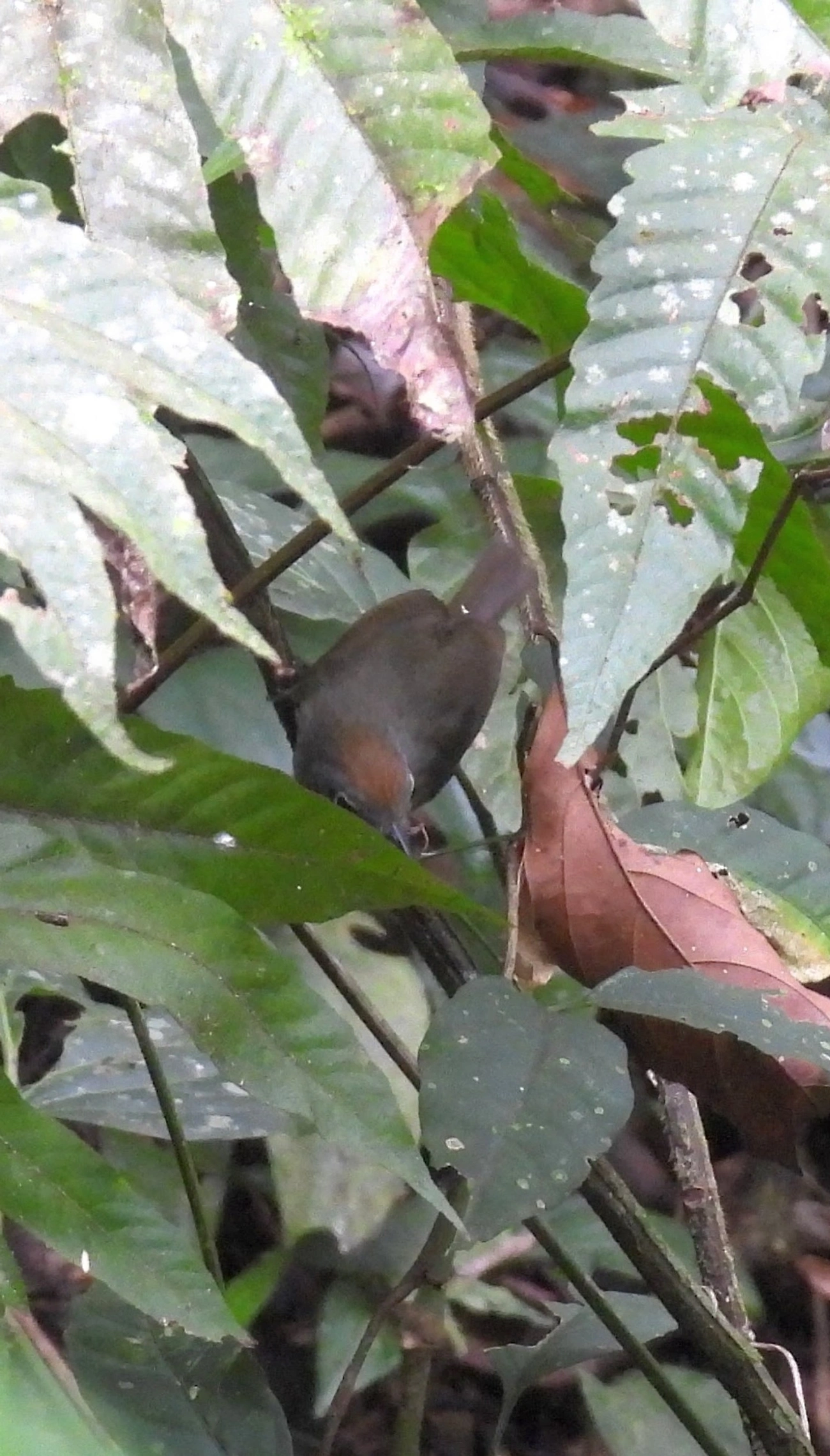 Choquinha-lisa (Dysithamnus mentalis), aves, fotografado em Perequê, Ilhabela