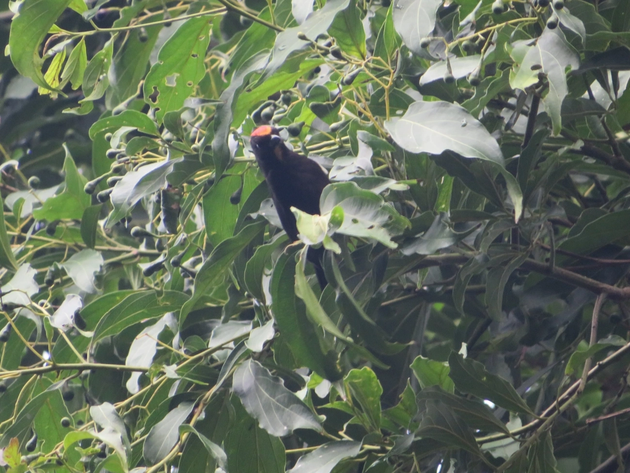 Tiê-galo (Loriotus cristatus), aves, fotografado em Maresias, São Sebastião