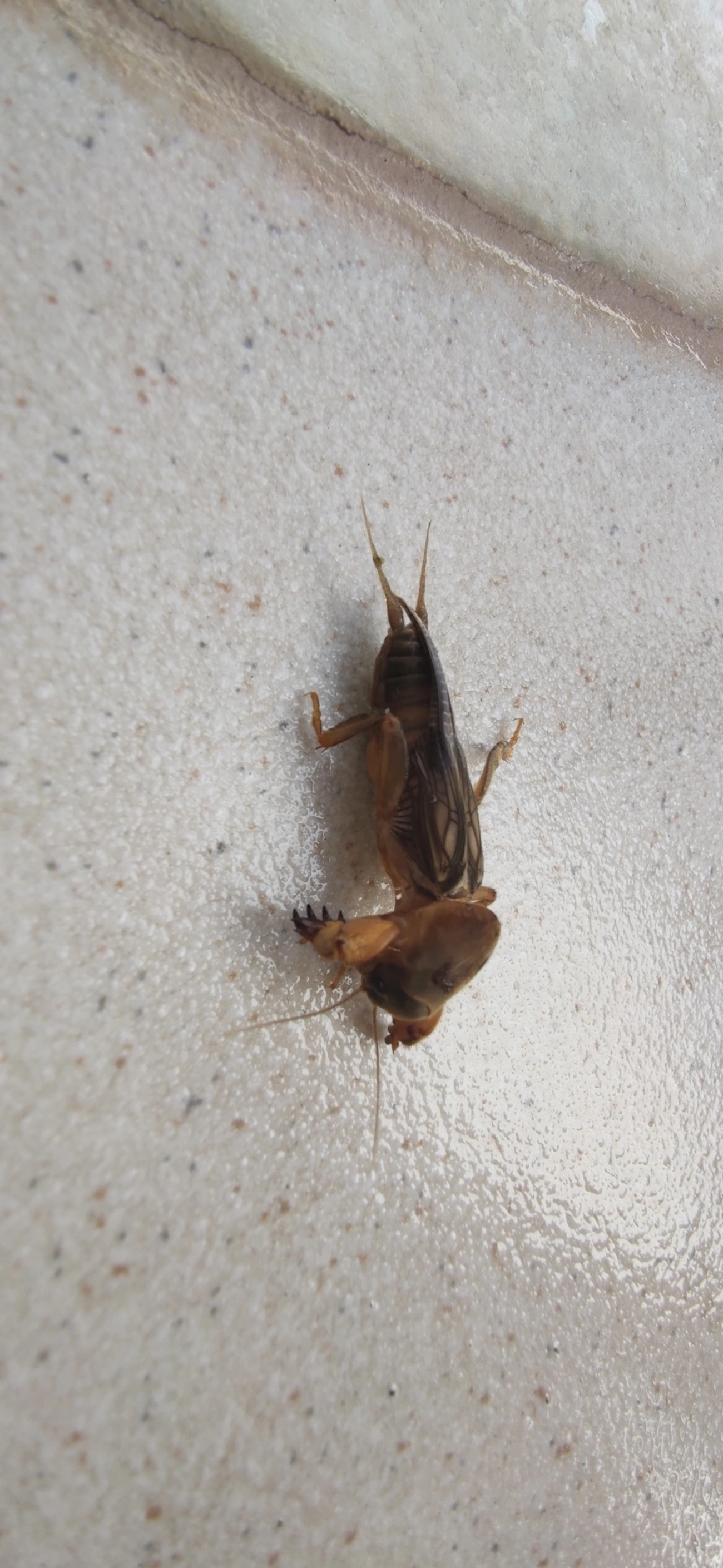 Gryllotalpinae, insetos, fotografado em Maresias, São Sebastião