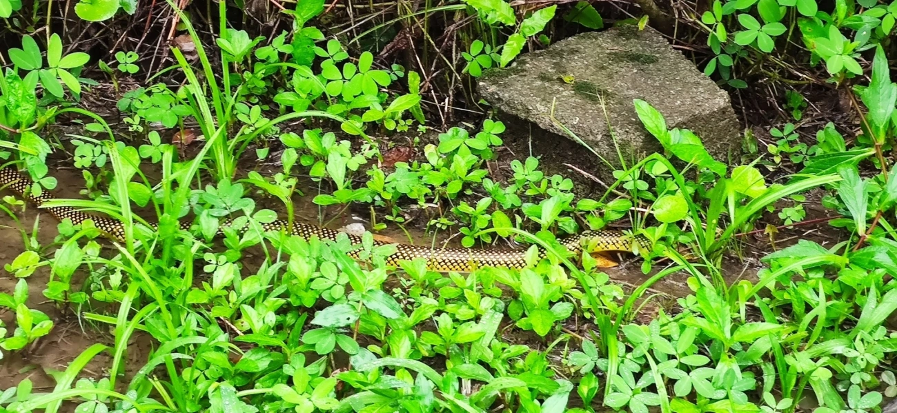 Cobra-d’água-comum (Erythrolamprus miliaris), répteis, fotografado em Maresias, São Sebastião