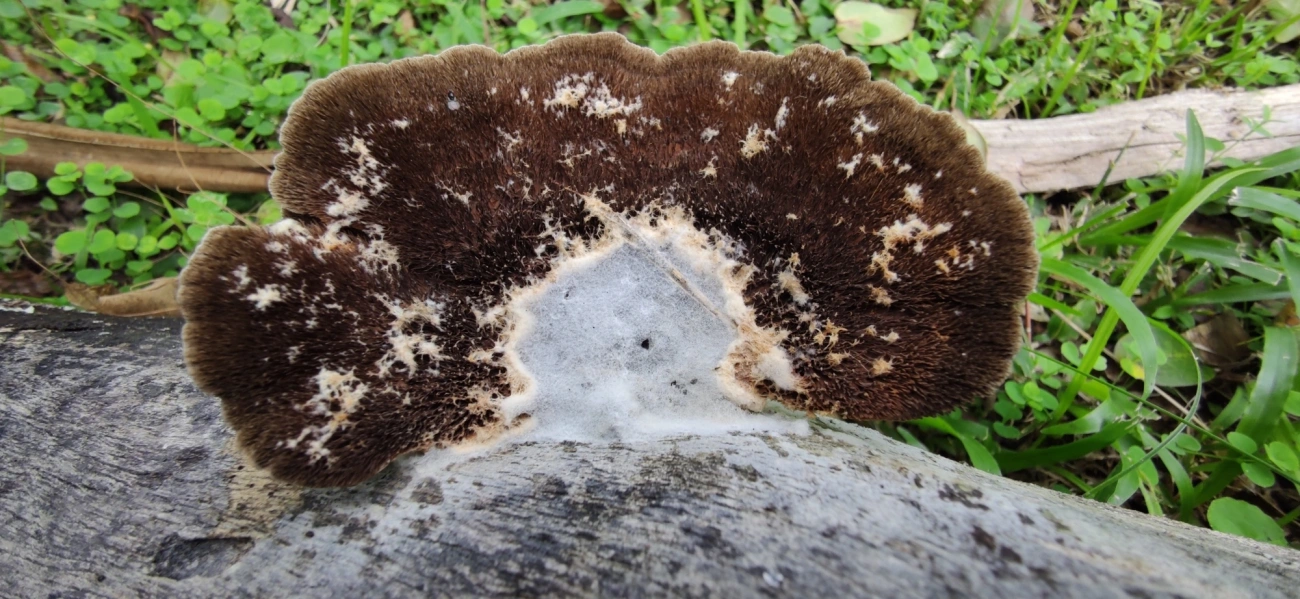 Orelha-de-pau (Hexagonia hydnoides), fungos, fotografado em Maresias, São Sebastião