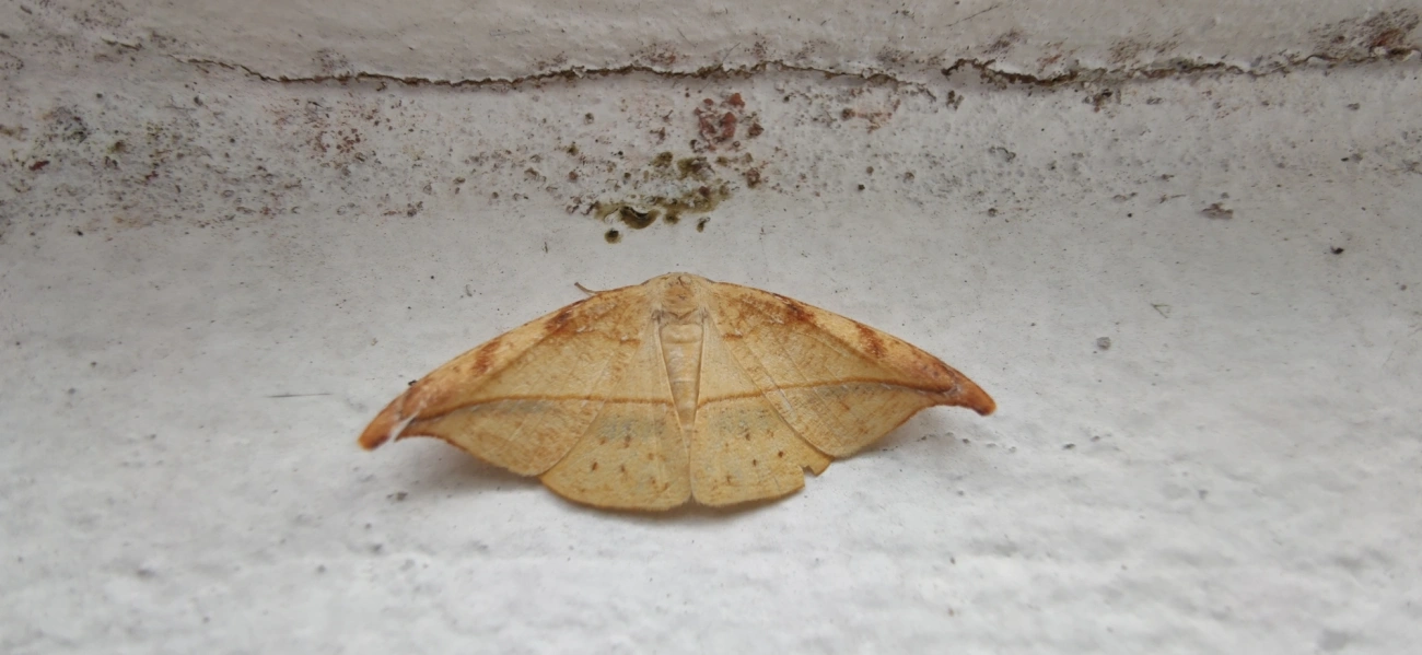 Borboletas e traças (Lepidoptera), insetos, fotografado em Maresias, São Sebastião