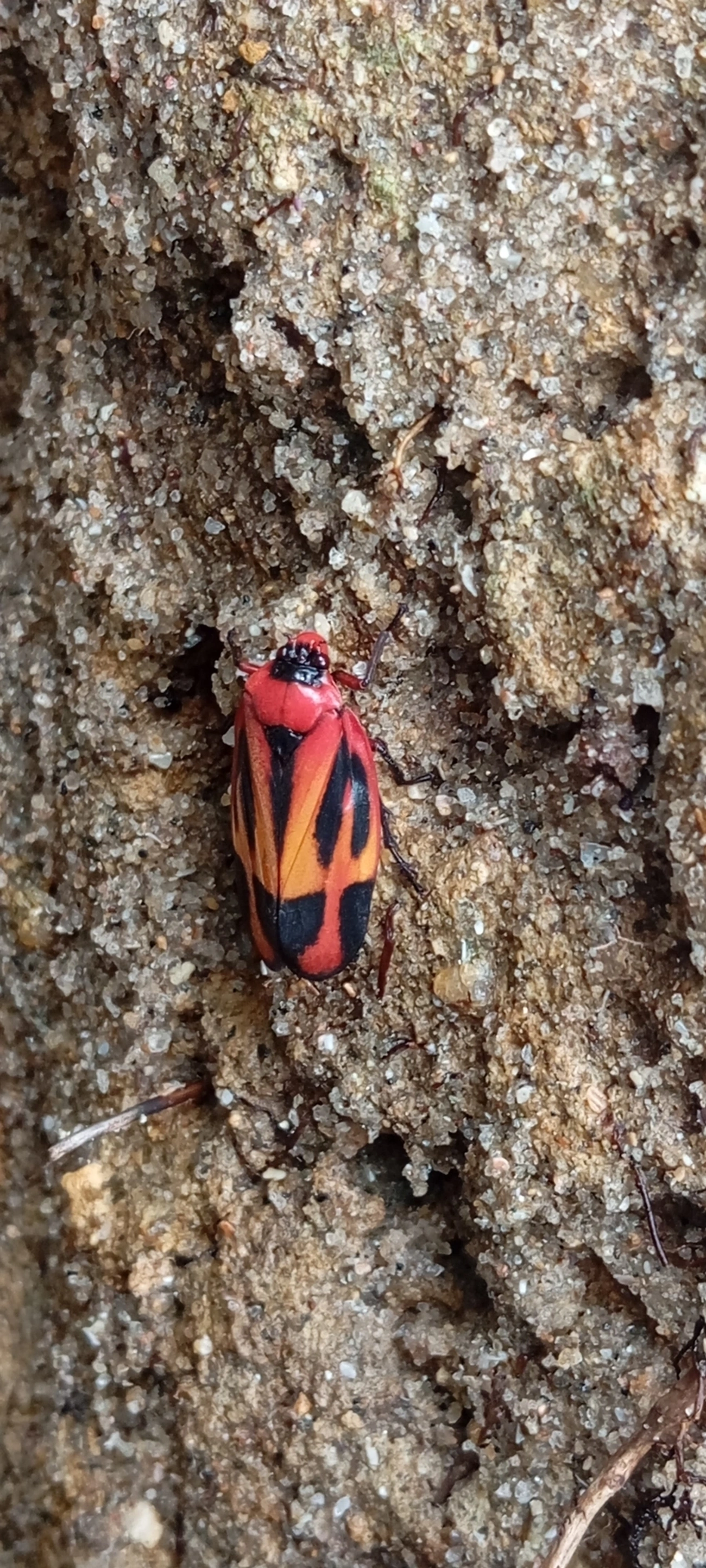 Tomaspis furcata, insetos, fotografado em Domingas Dias, Ubatuba