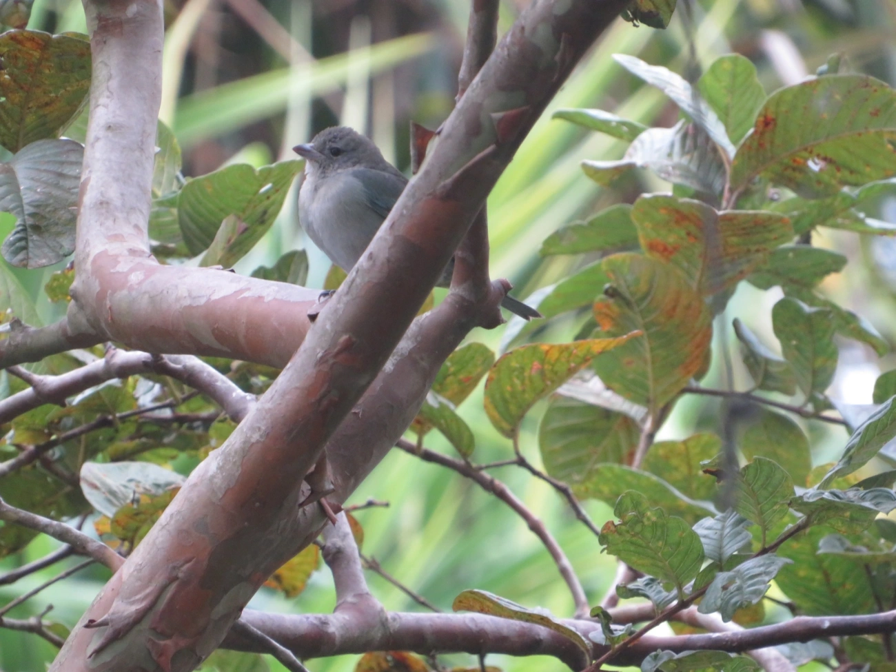 Sanhaço-cinzento (Thraupis sayaca), aves, fotografado em Maresias, São Sebastião