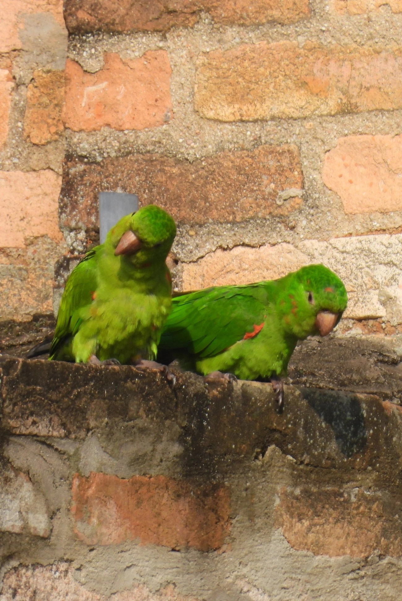 Periquitão-maracanã (Psittacara leucophthalmus), aves, fotografado em Itu