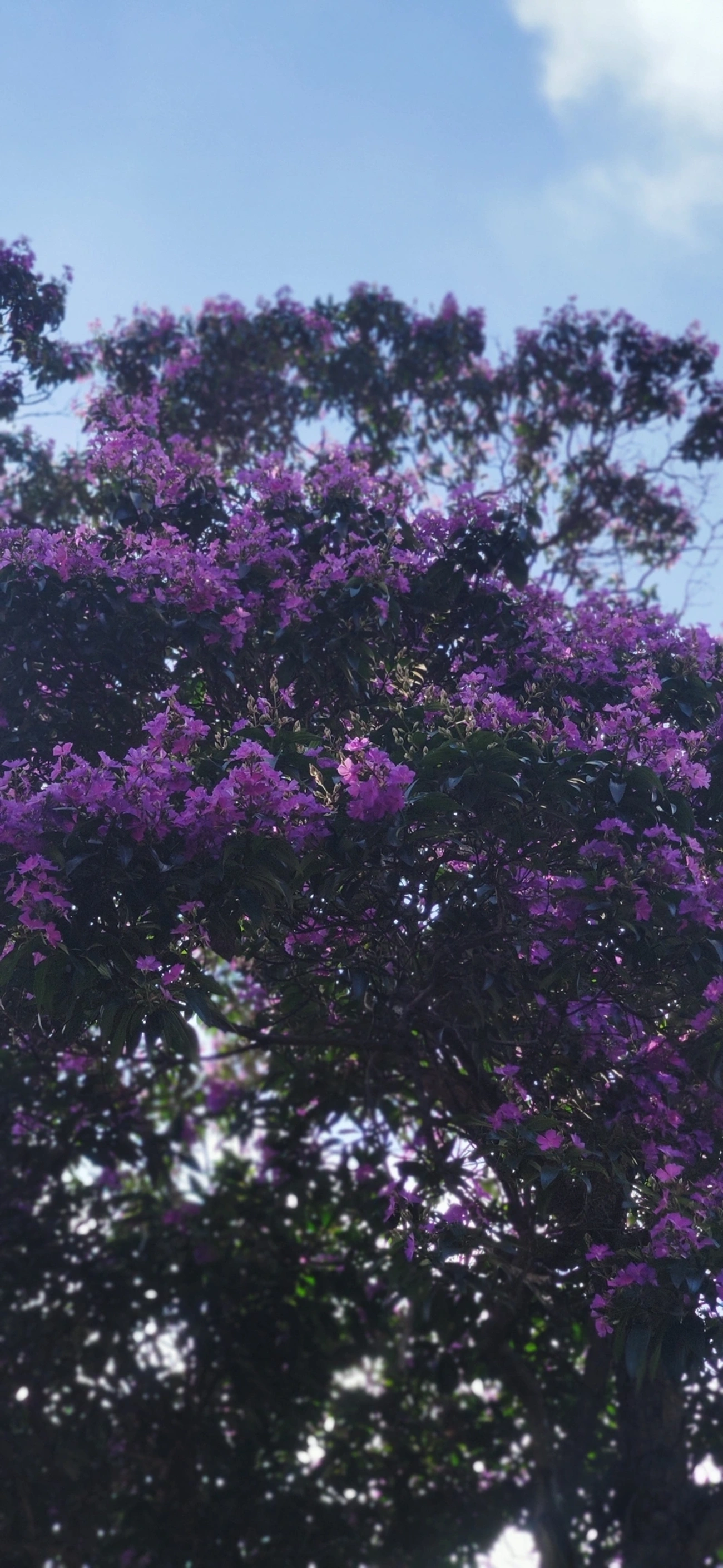 Quaresmeiras (Tibouchina), plantas, fotografado em Vila Santo Estevão, São Paulo