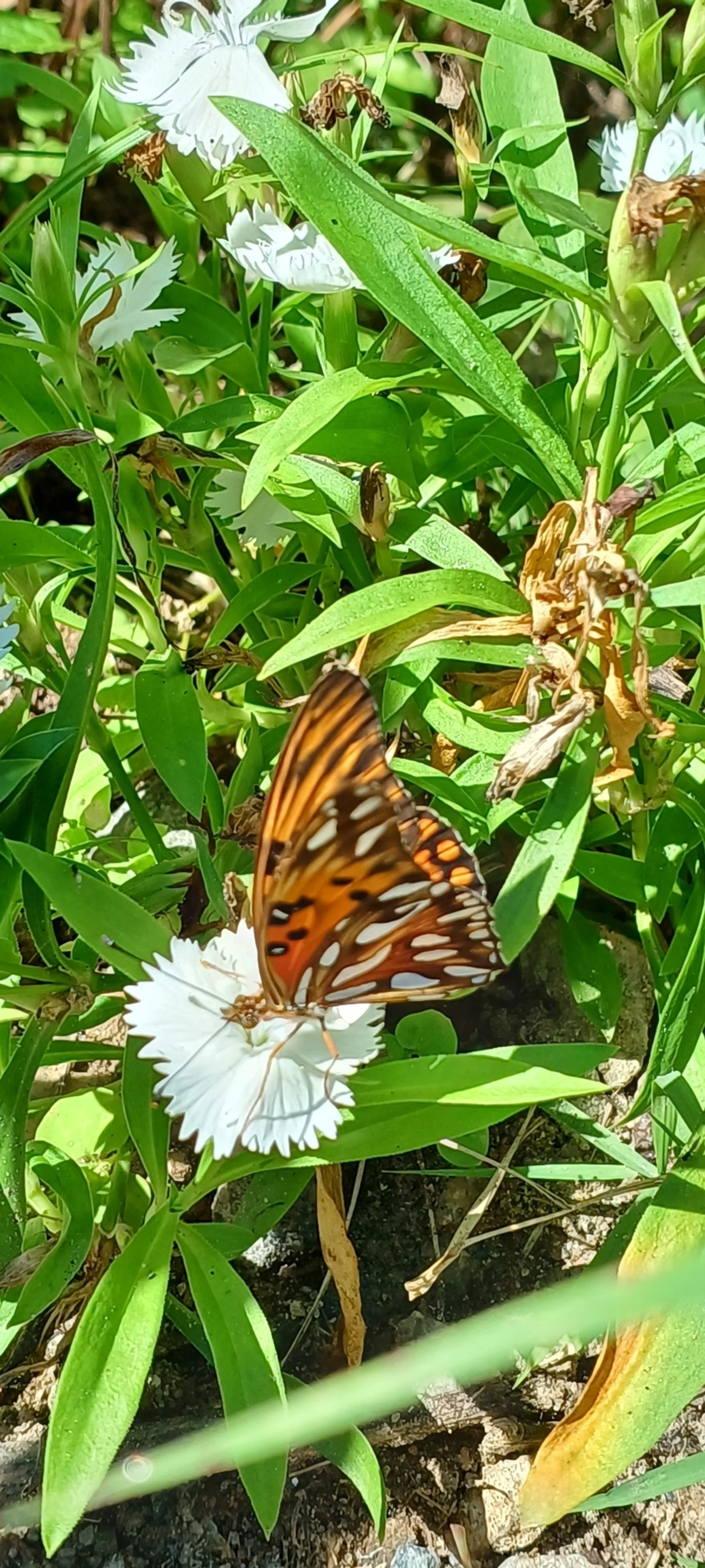 Borboleta-paixão (Dione vanillae), insetos, fotografado em Maresias, São Sebastião