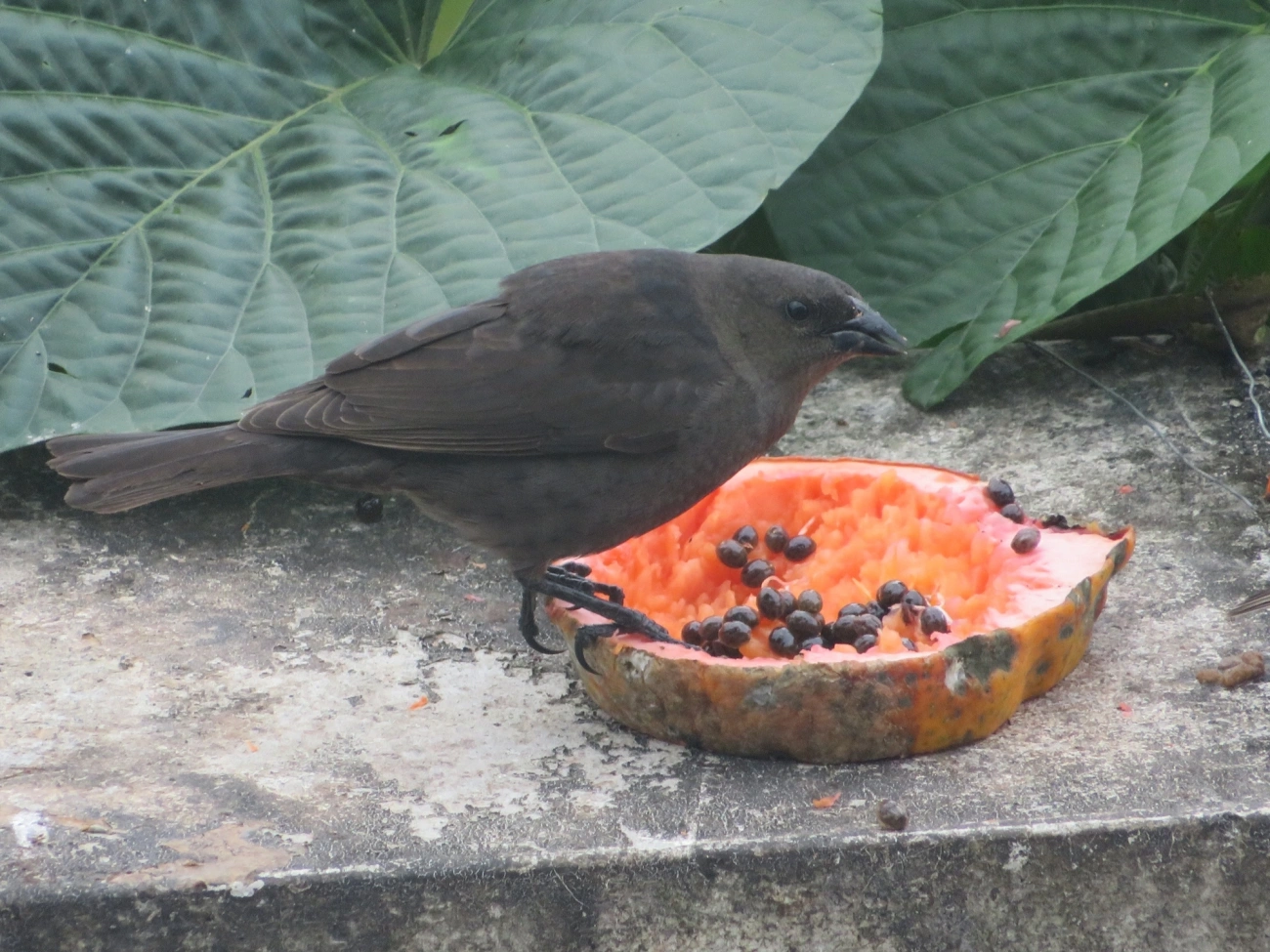 Chupim (Molothrus bonariensis), aves, fotografado em Maresias, São Sebastião