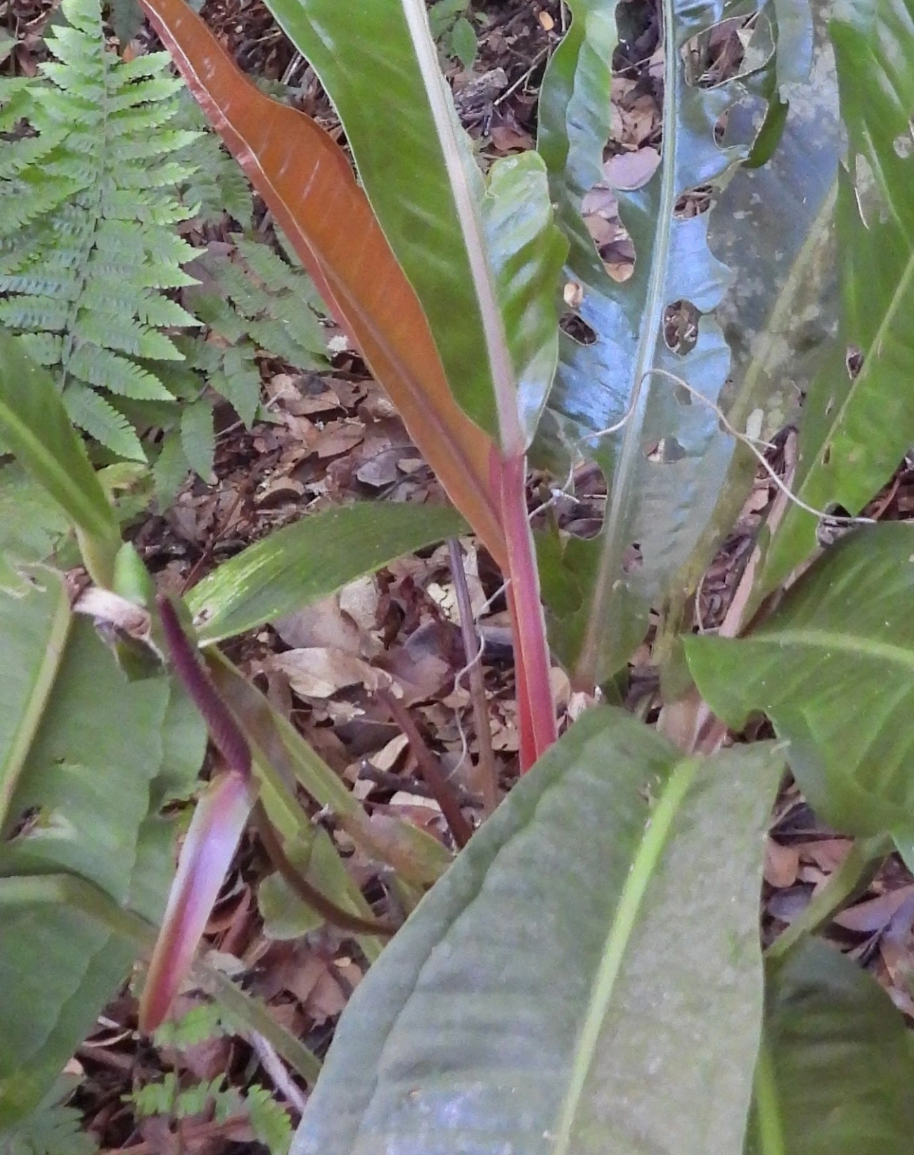 Antúrios (Anthurium), plantas, fotografado em Jabaquara, Ilhabela