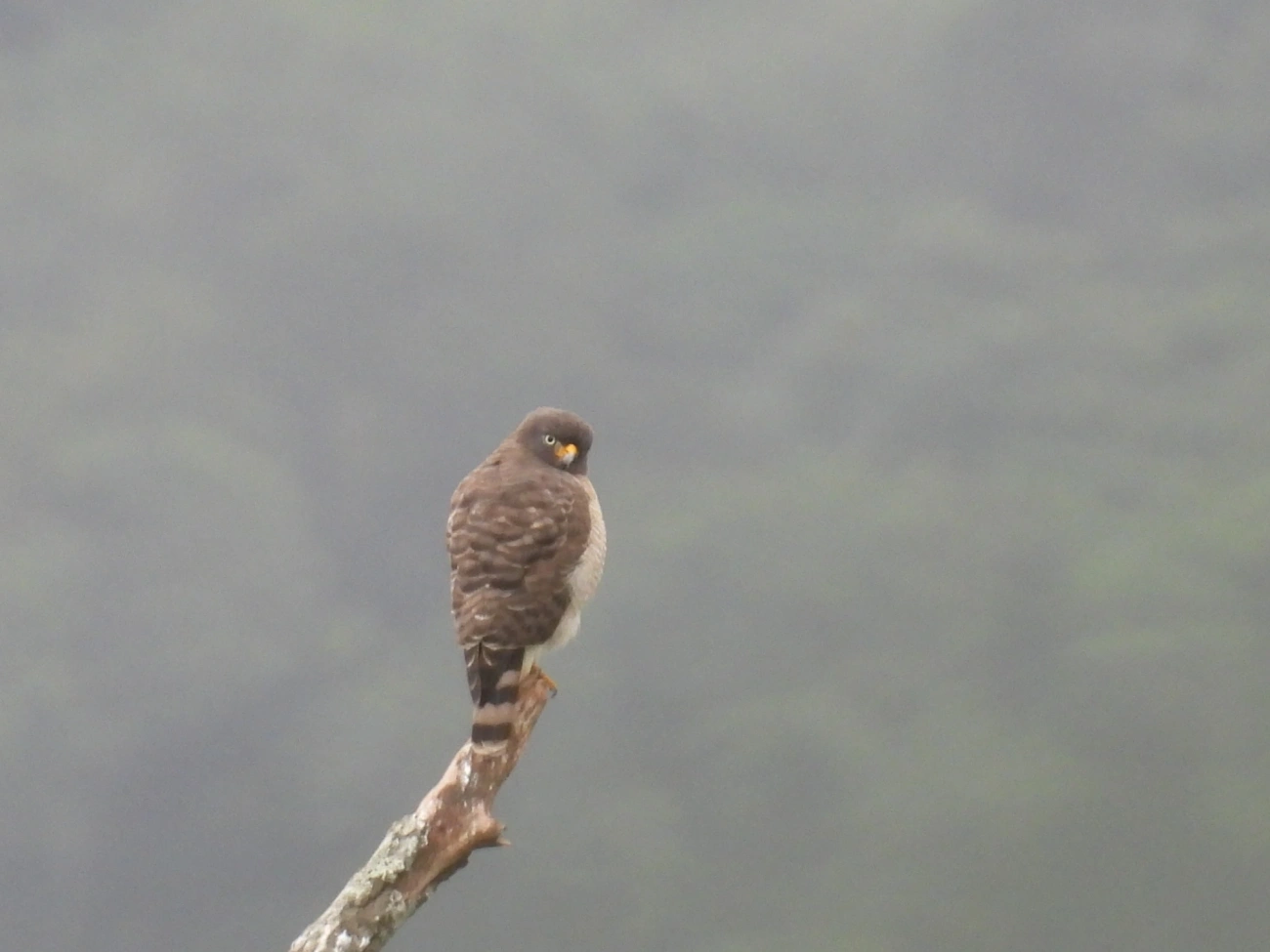 Gavião-carijó (Rupornis magnirostris), aves, fotografado em Maresias, São Sebastião